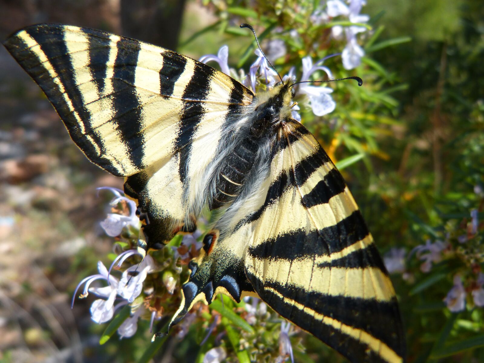 Panasonic DMC-FZ62 sample photo. Polidario, scarce swallowtail, butterfly photography