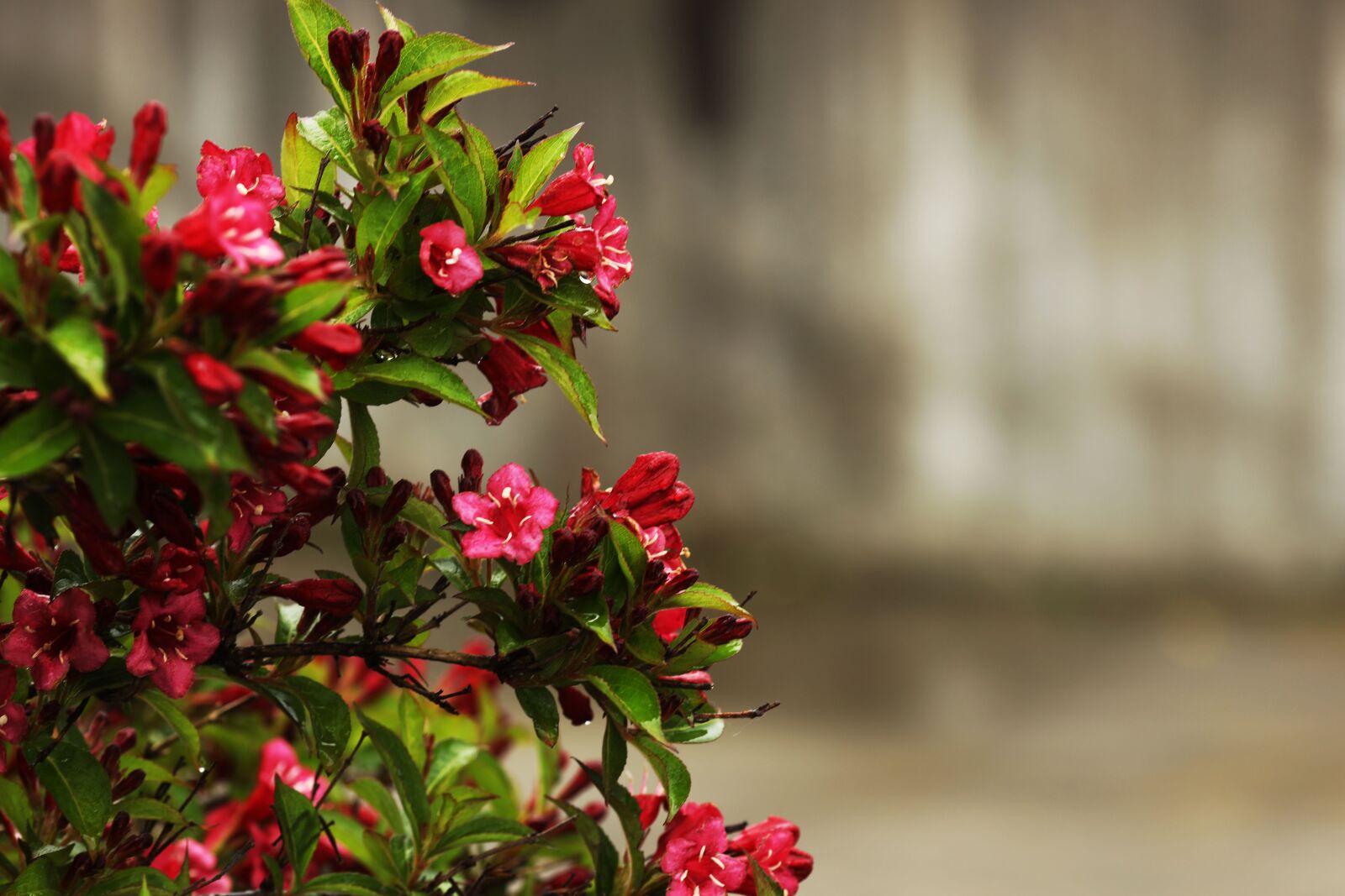 Canon EF 135mm F2L USM sample photo. Flower, garden, nature photography