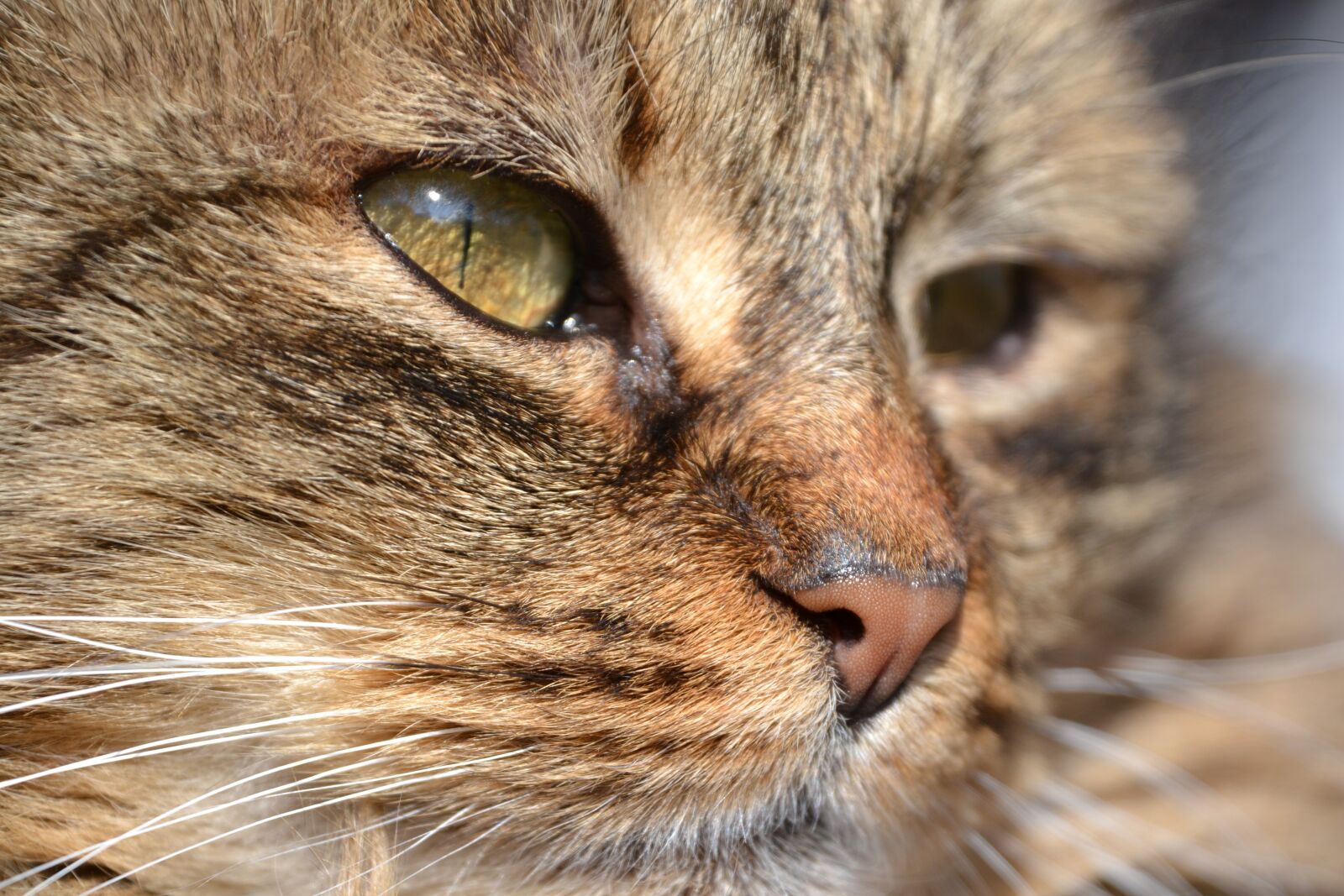 Nikon D3100 sample photo. Cat, mackerel, grey photography