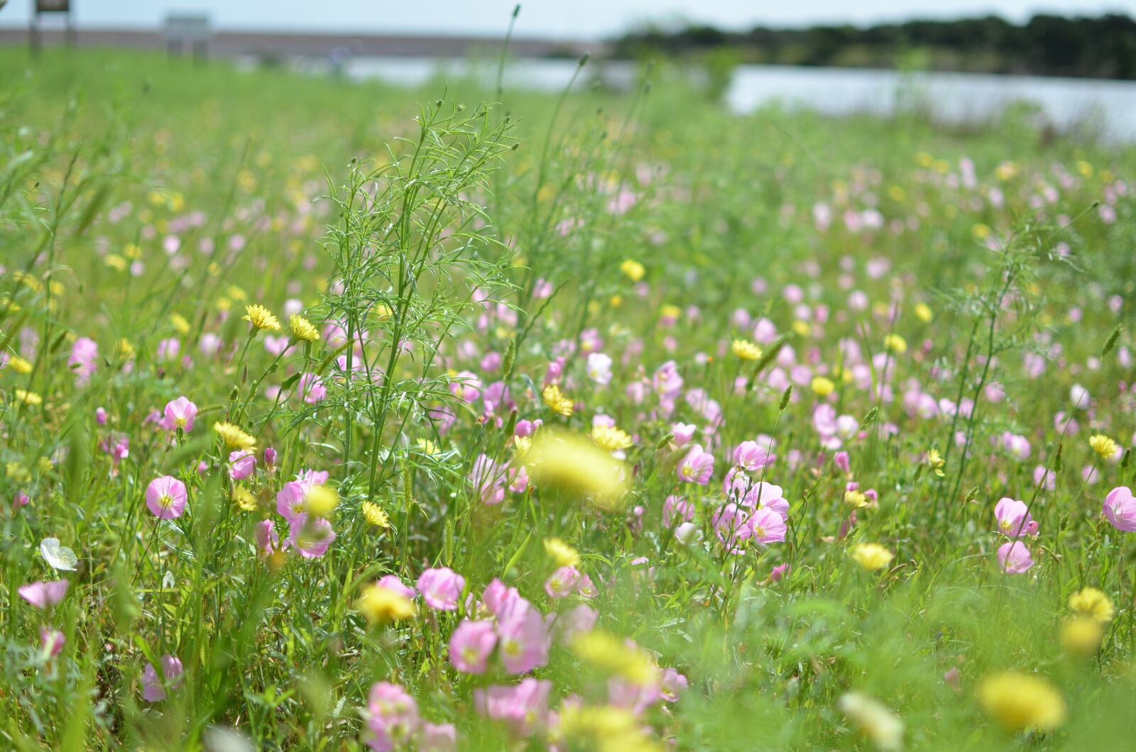 Nikon D5100 sample photo. Flower, nature, blossom photography