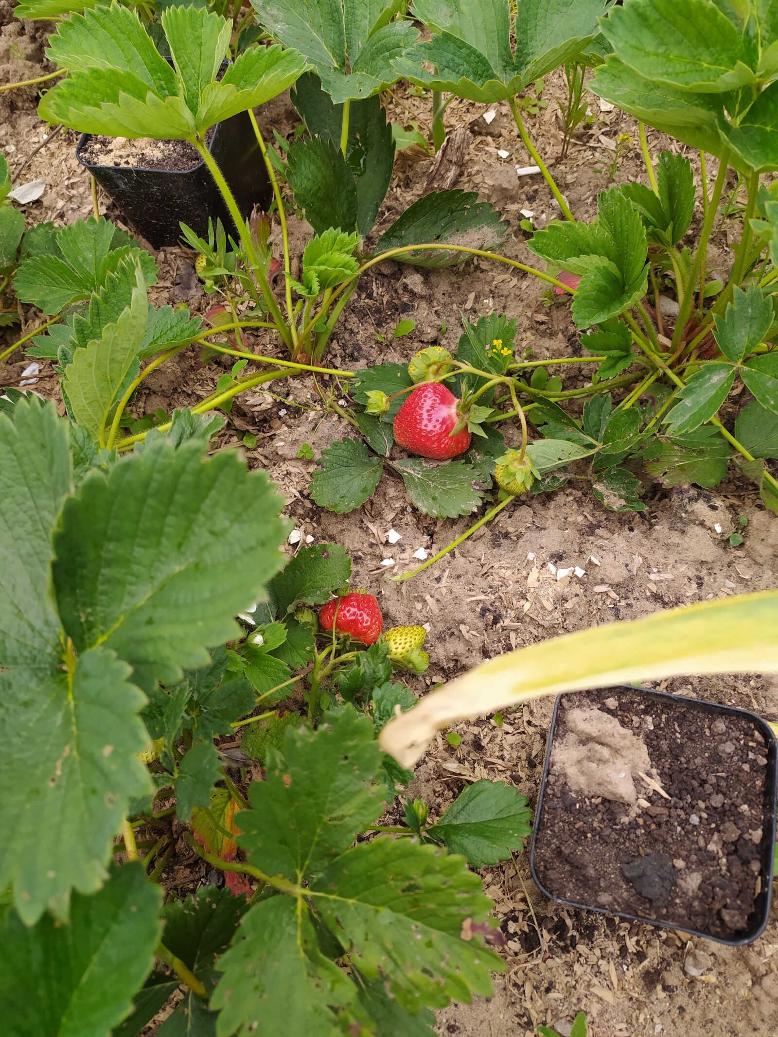 Xiaomi Redmi Note 8T sample photo. Strawberry, garden berry, berry photography