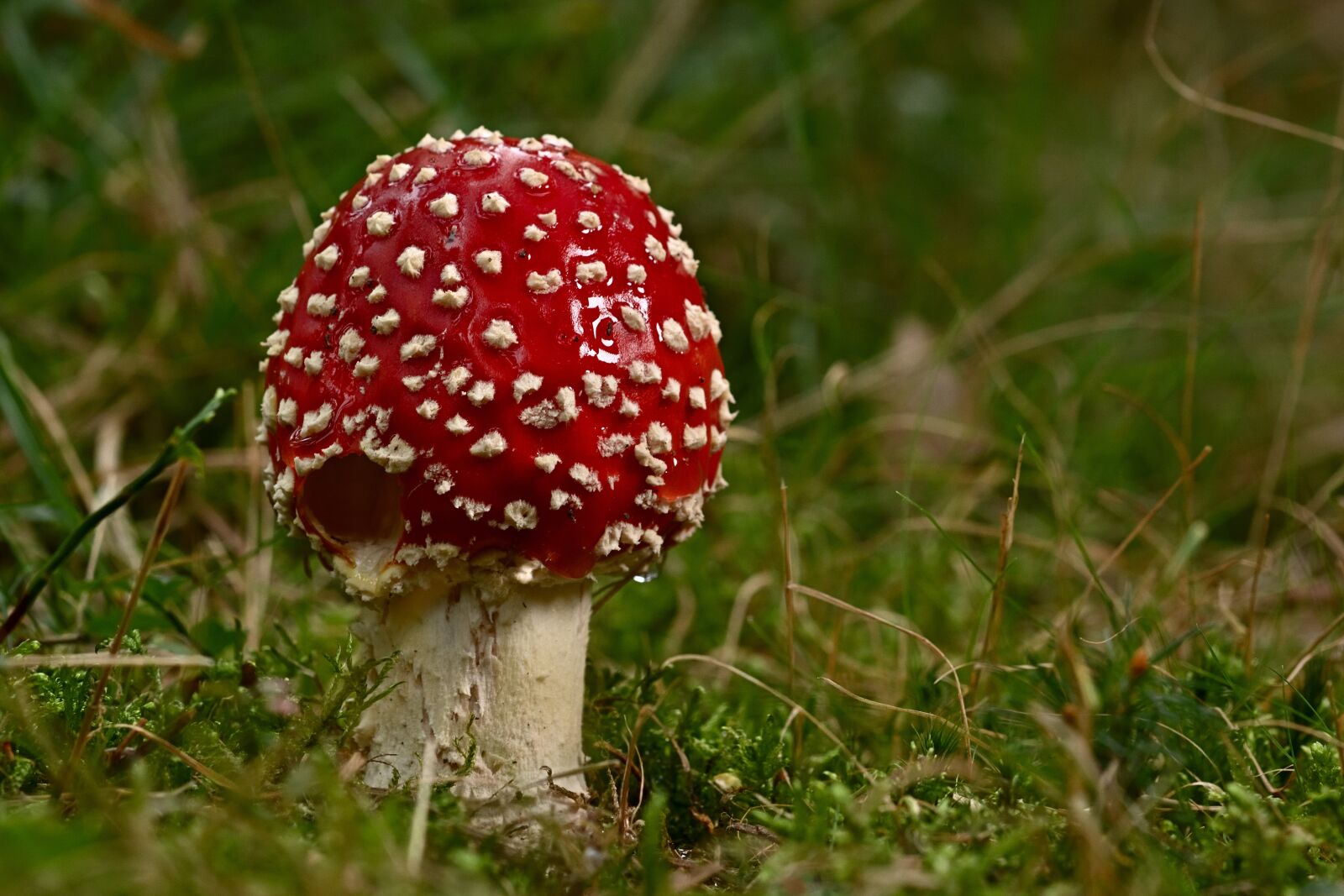 Nikon D5200 sample photo. Fly agaric, mushroom, wild photography