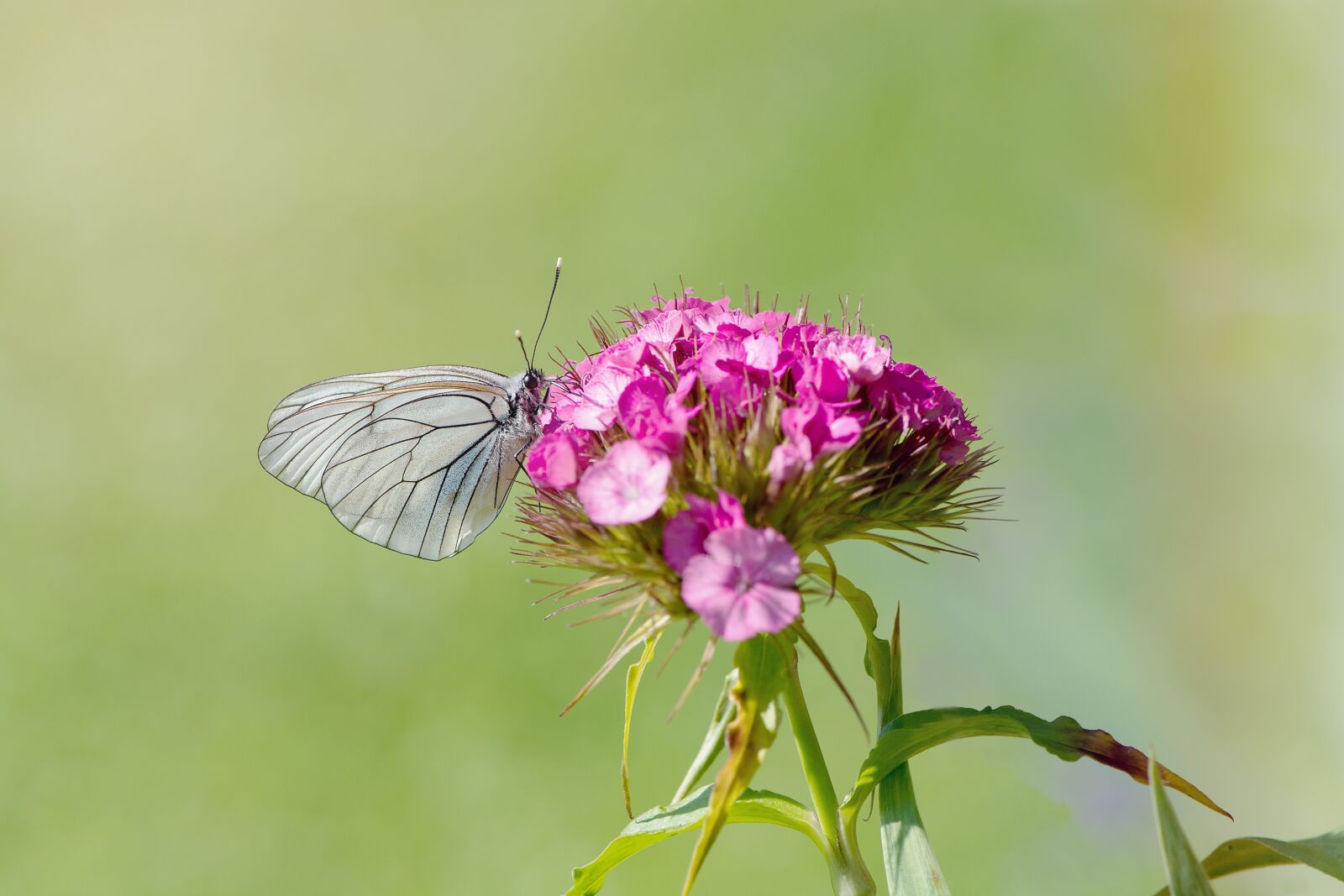 Nikon D7100 sample photo. Tree-white ling, butterfly, white photography