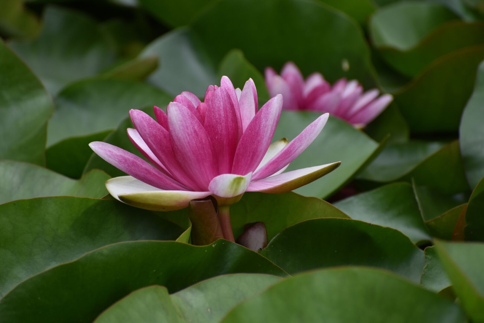 Nikon D3500 sample photo. Flowers, spring, flora photography