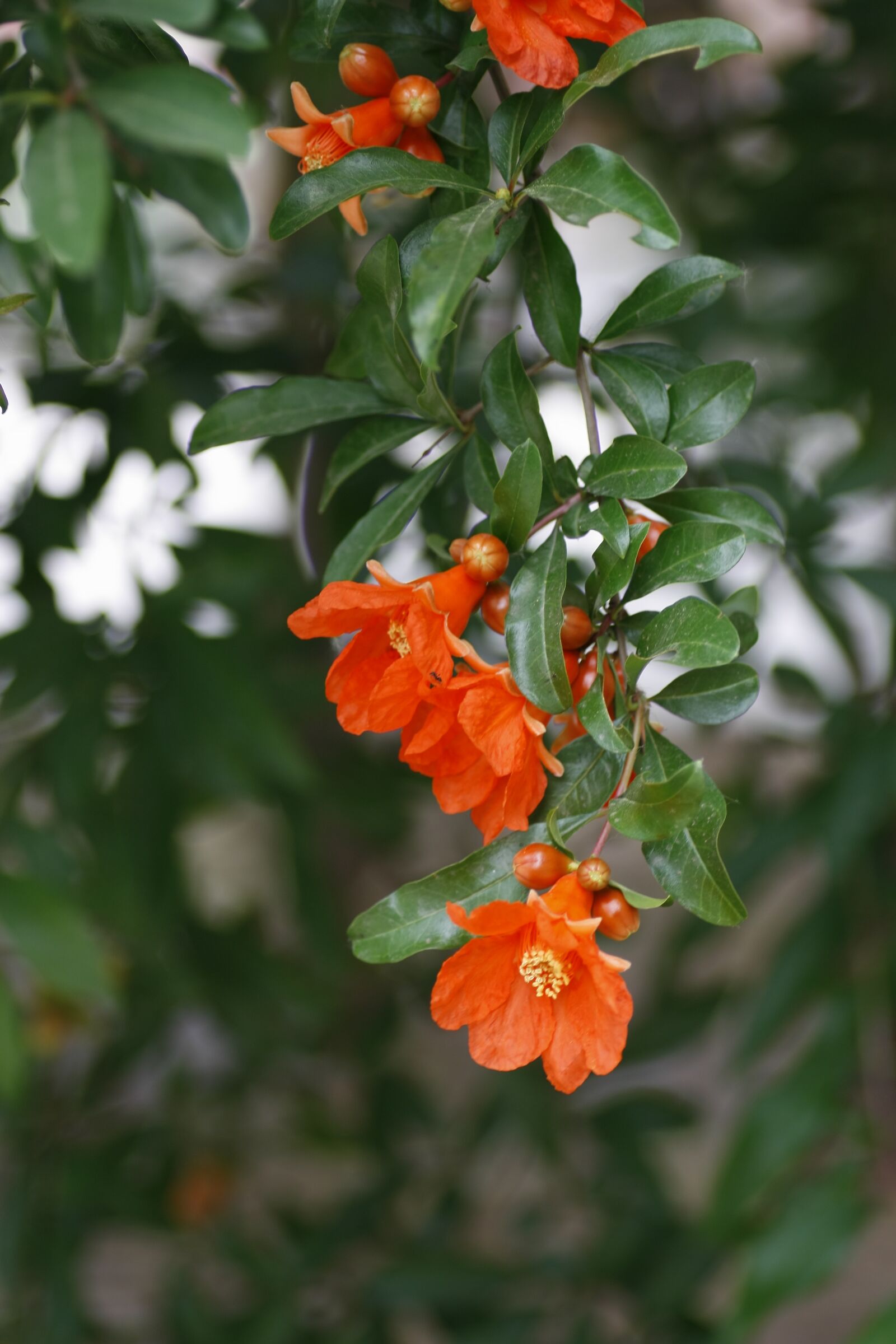 Canon EOS 450D (EOS Rebel XSi / EOS Kiss X2) sample photo. Pomegranate flower, red, fire photography