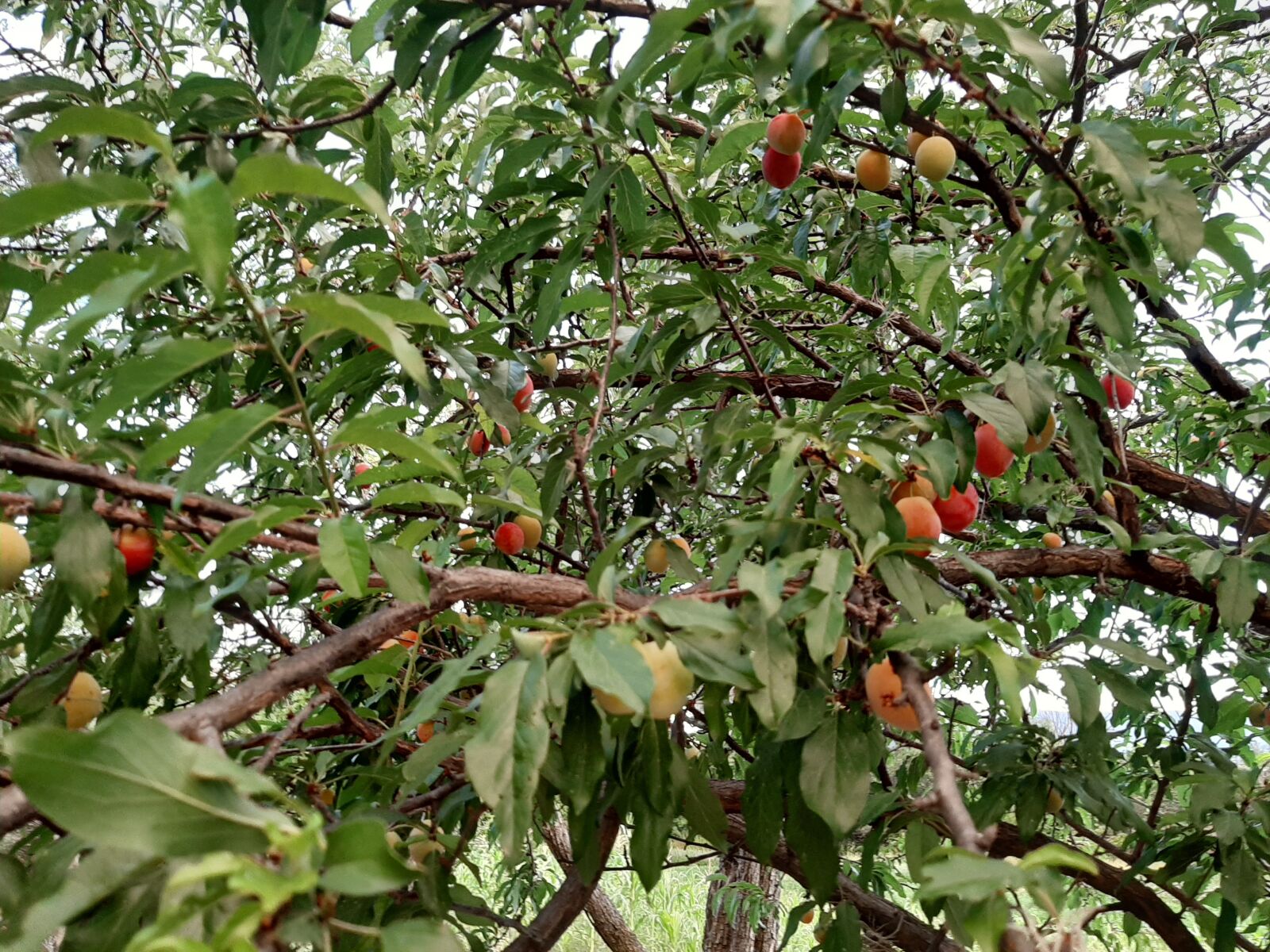 Samsung Galaxy A50 sample photo. Tree, fruit, plums photography