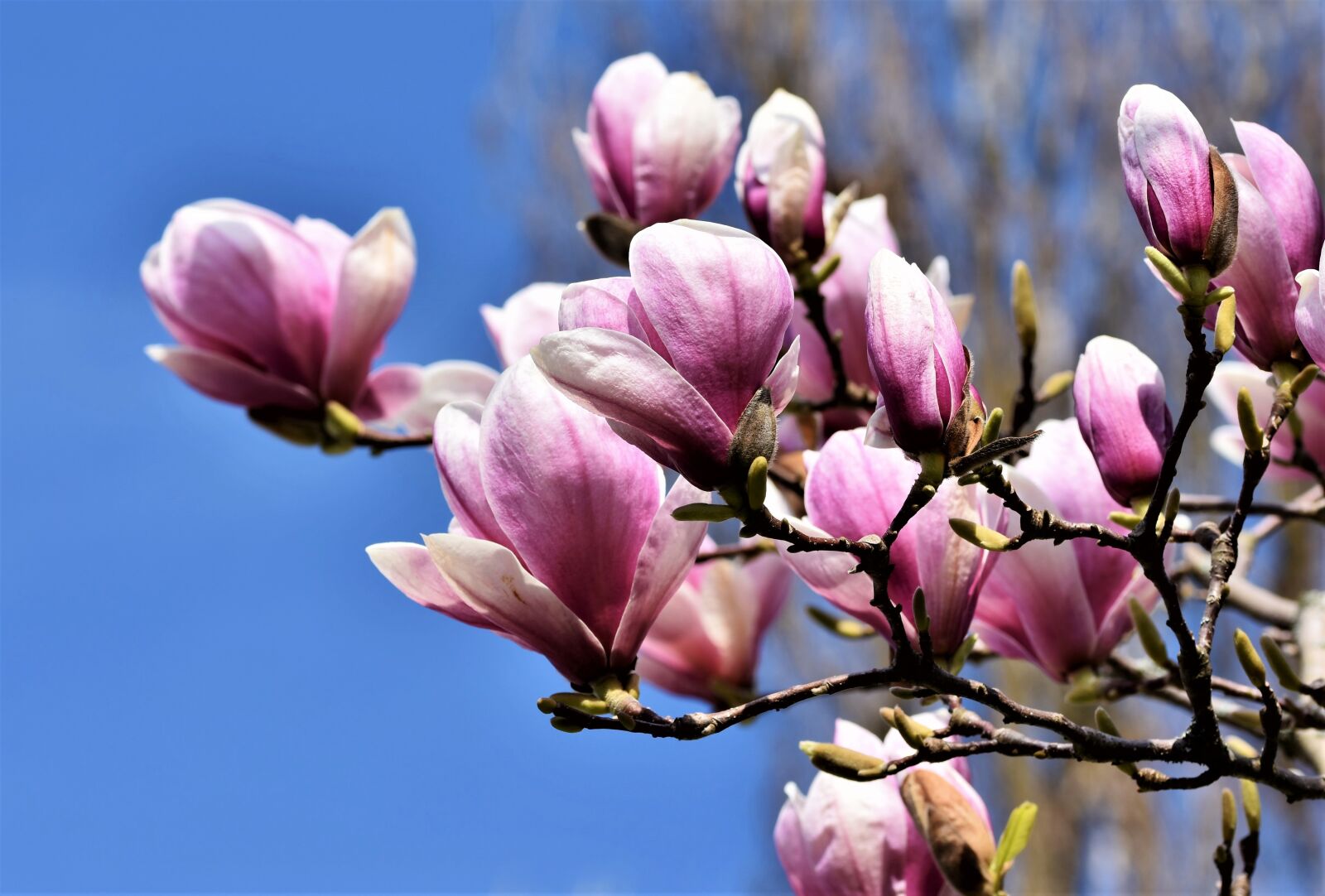 Nikon D7200 sample photo. Magnolia, magnolia tree, flowers photography