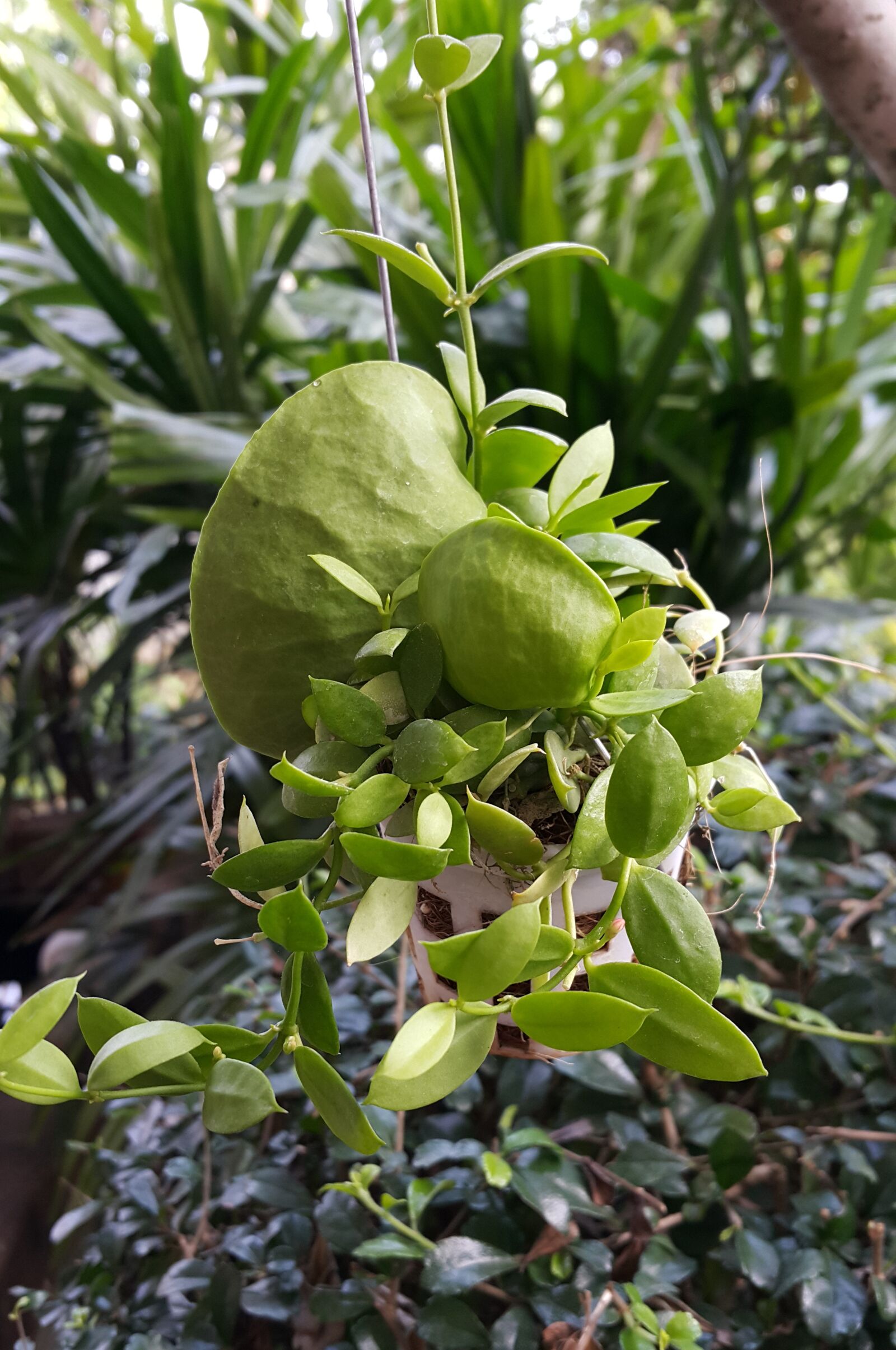 Samsung Galaxy Note4 sample photo. Dischidia pectenoides, ant plant photography