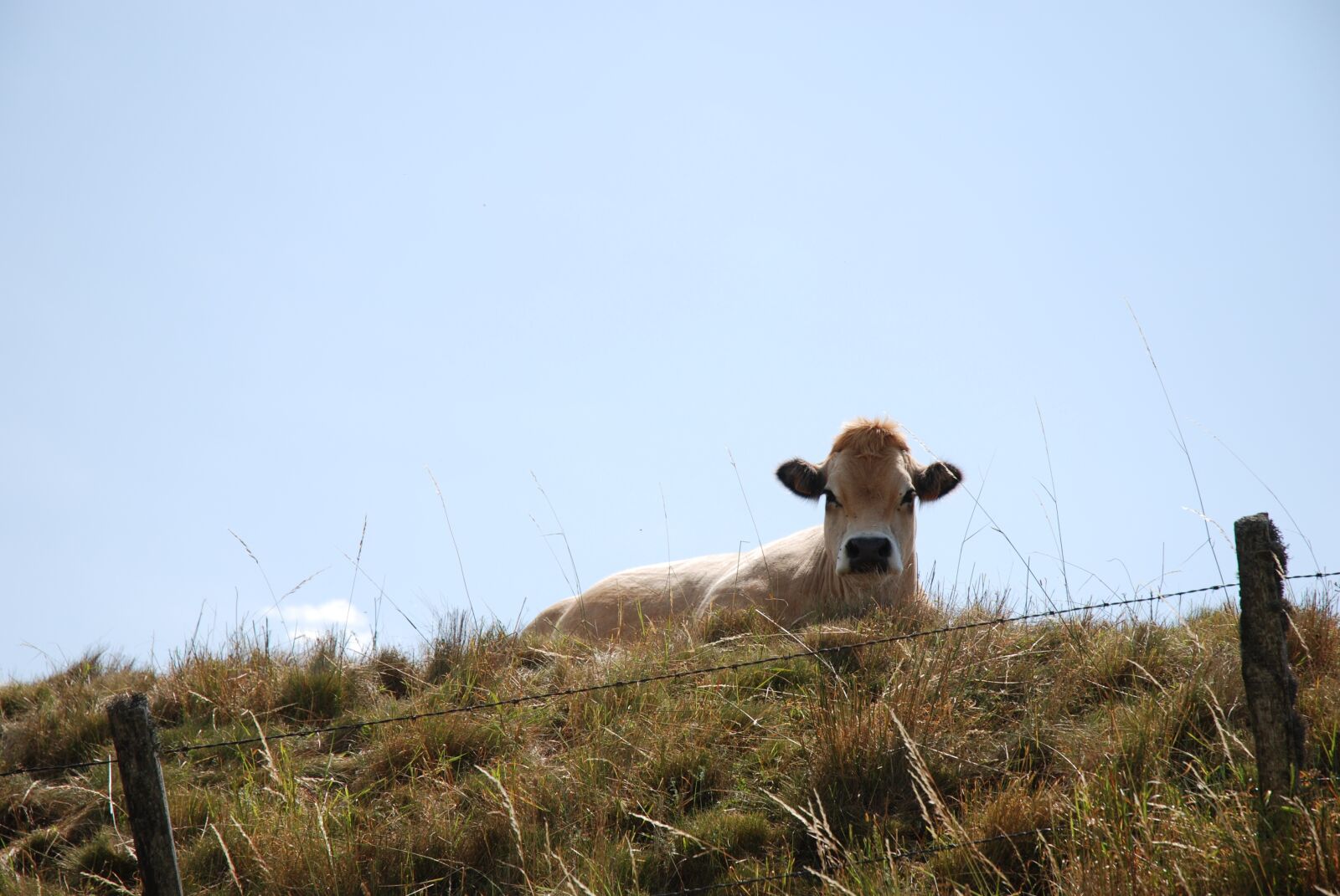 Nikon D80 sample photo. Cow, aubrac, pasture photography
