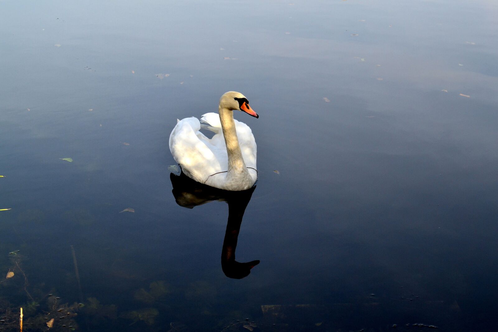Nikon D3100 sample photo. Nature, birds, water photography