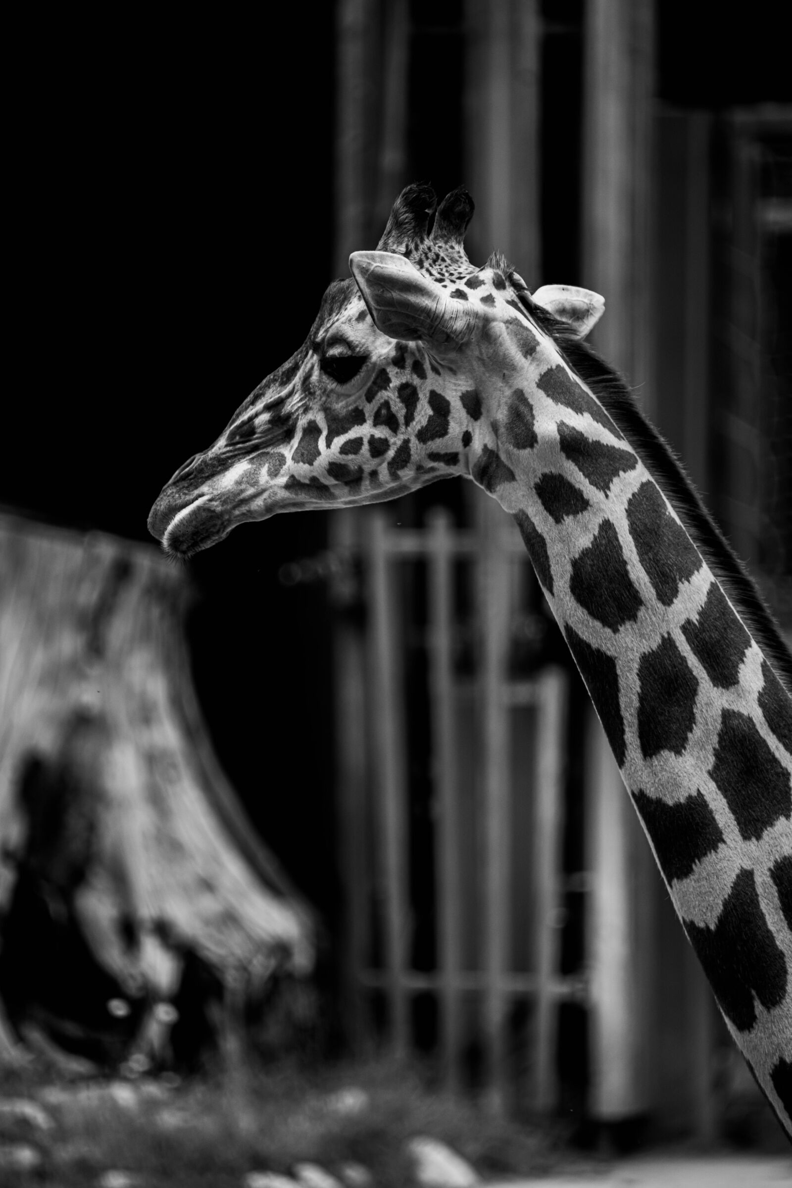 Tamron SP 150-600mm F5-6.3 Di VC USD sample photo. Giraffe, zoo, africa photography