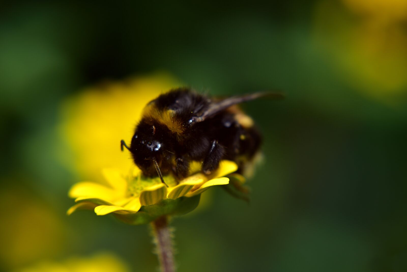 Nikon D750 sample photo. Hummel, nature, small photography