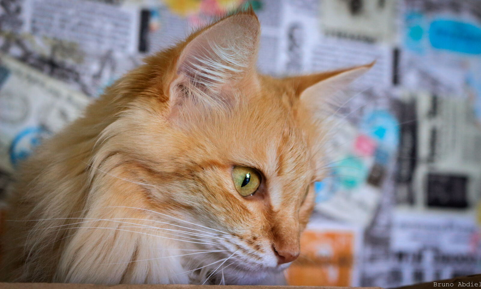 Canon EOS 100D (EOS Rebel SL1 / EOS Kiss X7) sample photo. Animal, animal, photography, beautiful photography