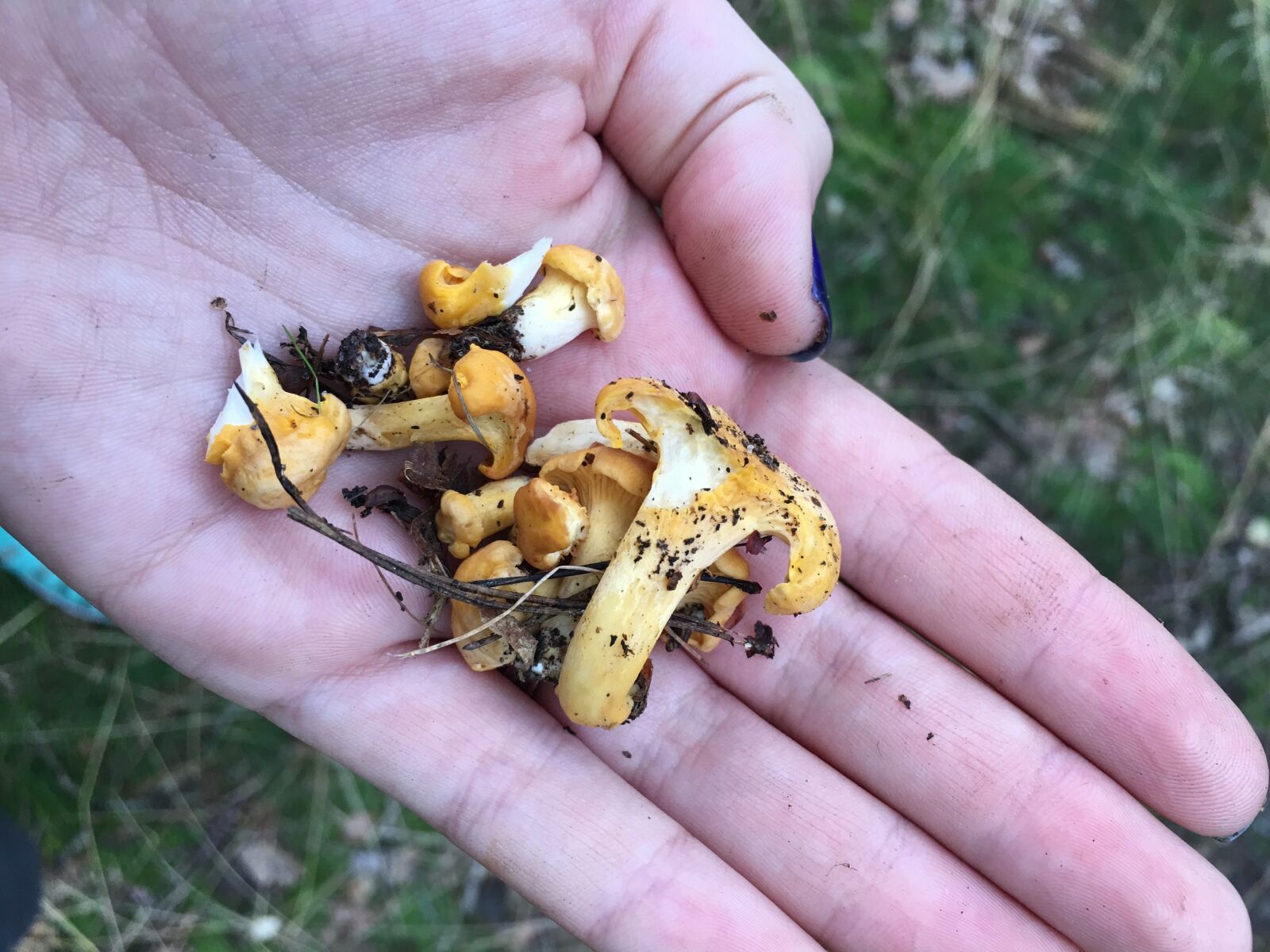 Apple iPhone 6s Plus sample photo. Mushrooms, chestnut boletus, boletus photography