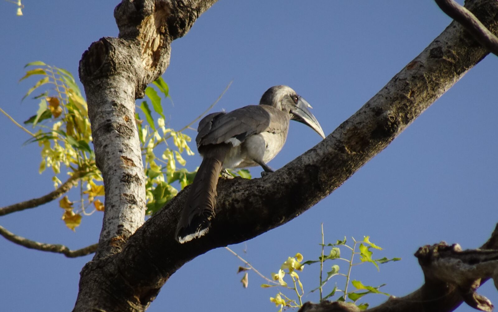Sony DSC-WX800 sample photo. Bird, hornbill, indian grey photography