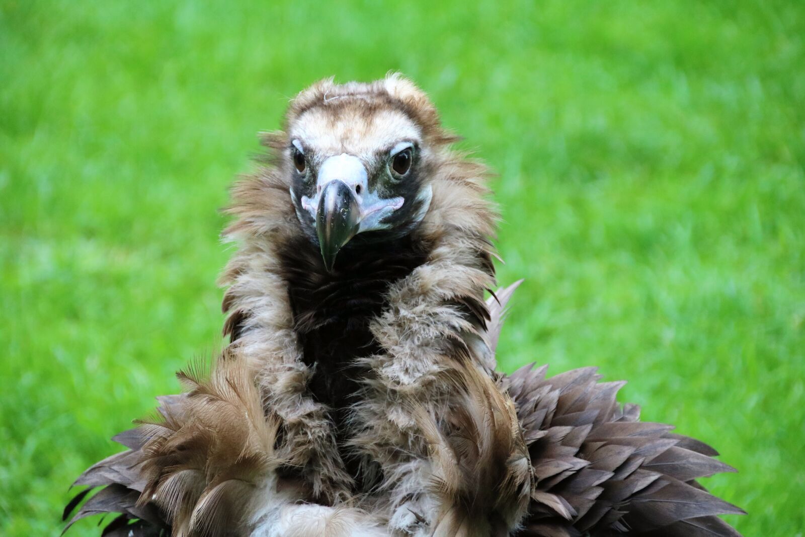 Canon EOS 760D (EOS Rebel T6s / EOS 8000D) sample photo. Hooded vultures, birds of photography