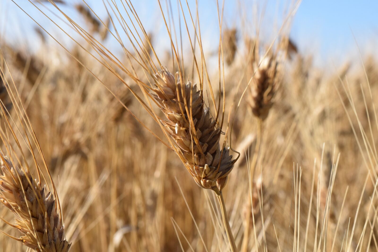 Nikon D3300 sample photo. Wheat, durum wheat, wheat photography