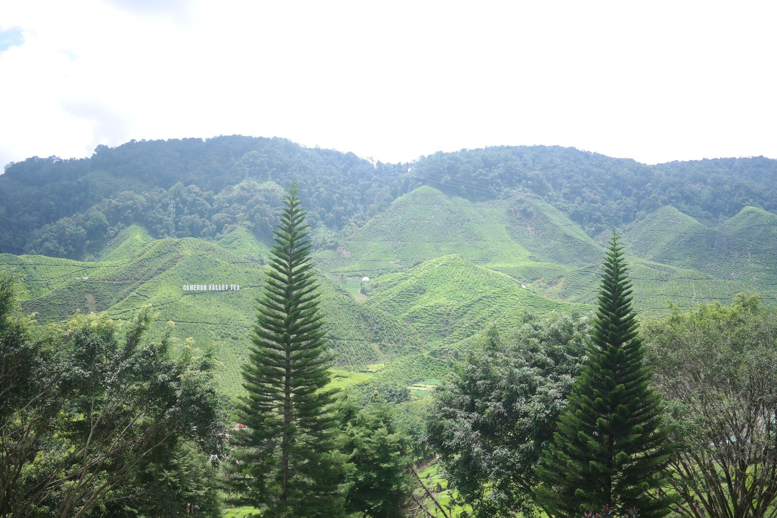 Samsung NX2000 sample photo. Cameronhighland, cameron, malaysia photography
