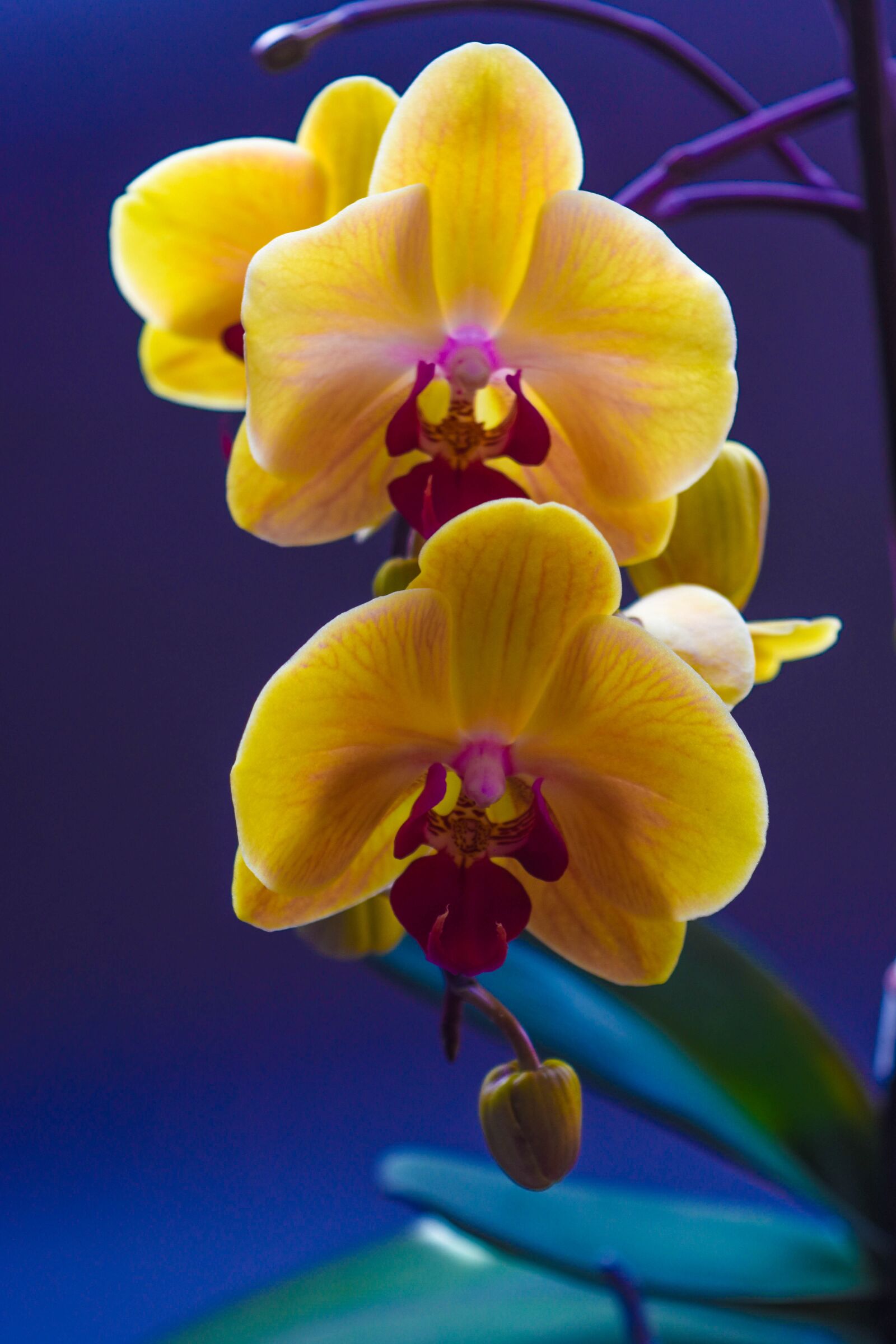 Nikon D7200 sample photo. Orchis, flower, orchid photography