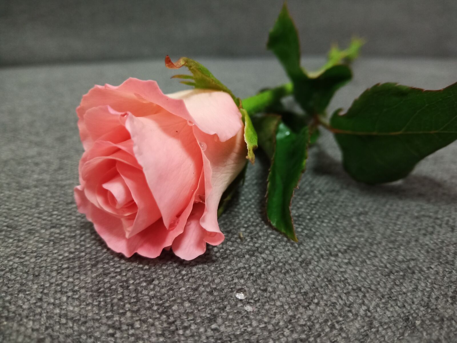 vivo 1806 sample photo. Rose, flower, romantic photography