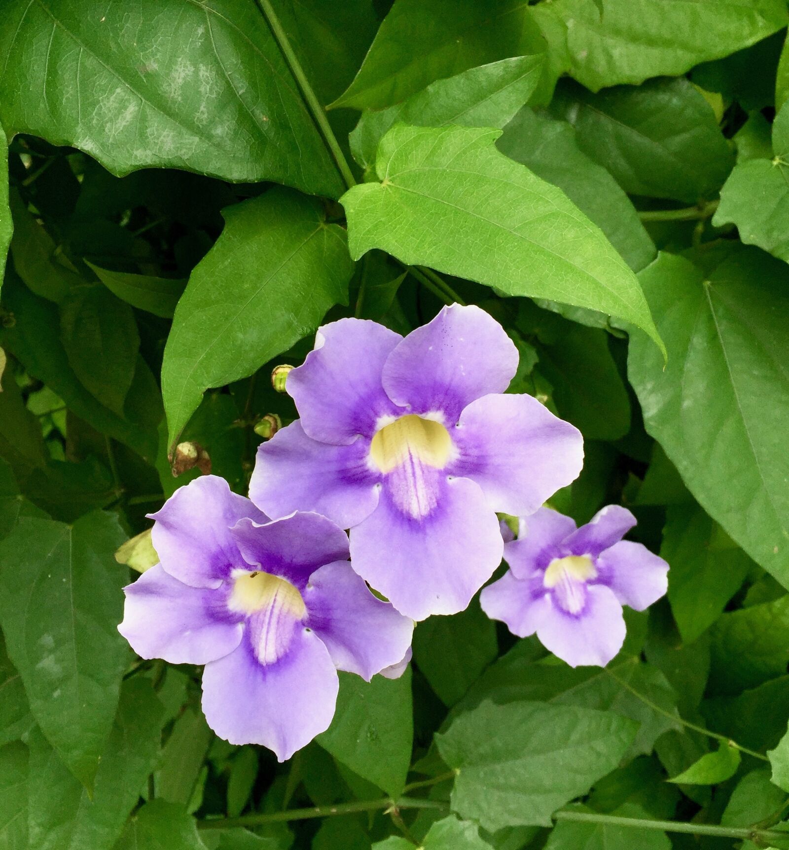 iPhone 6 Plus back camera 4.15mm f/2.2 sample photo. Flowers, purple flowers, purple photography