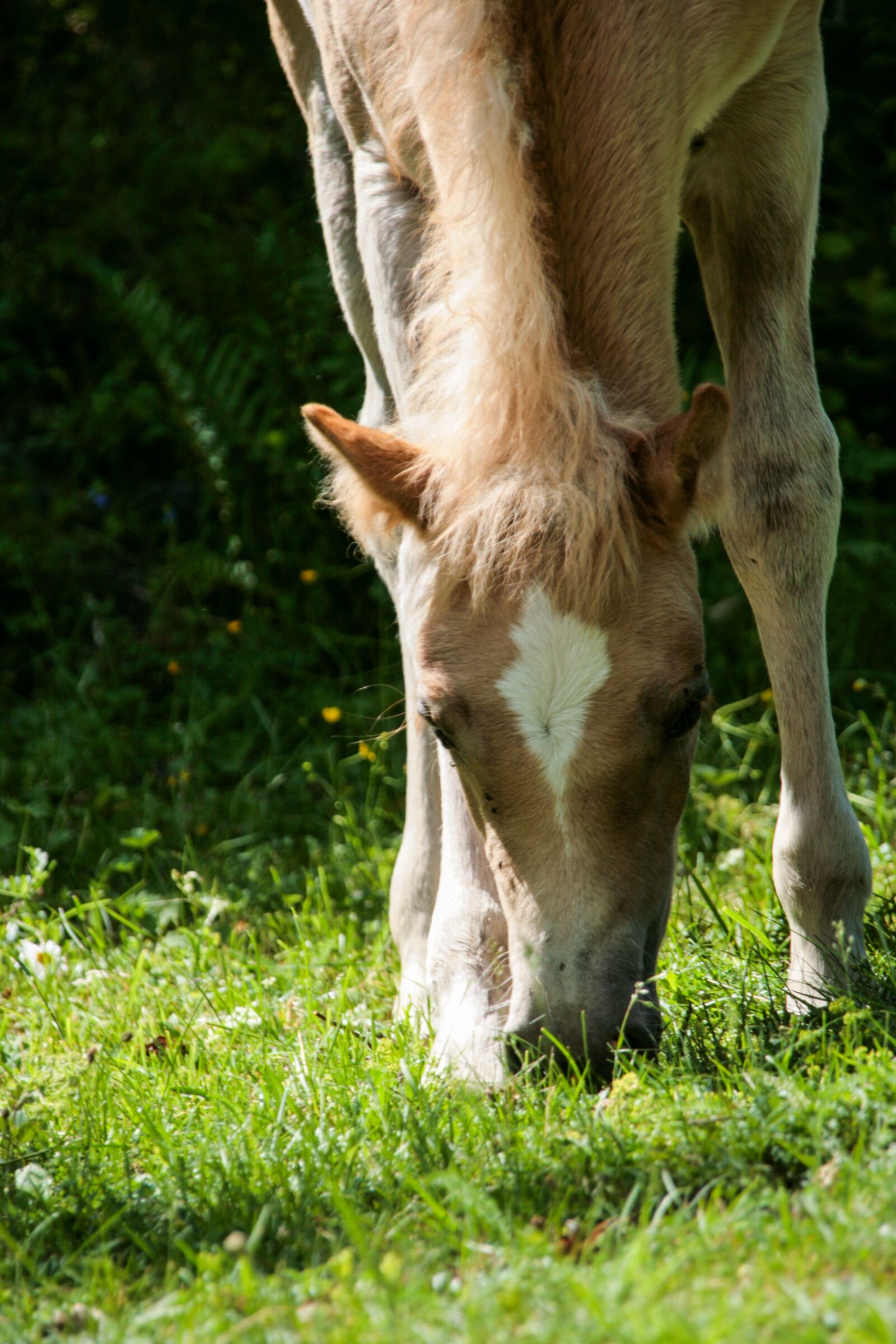 Canon EOS 400D (EOS Digital Rebel XTi / EOS Kiss Digital X) sample photo. Foal, horse, graze photography