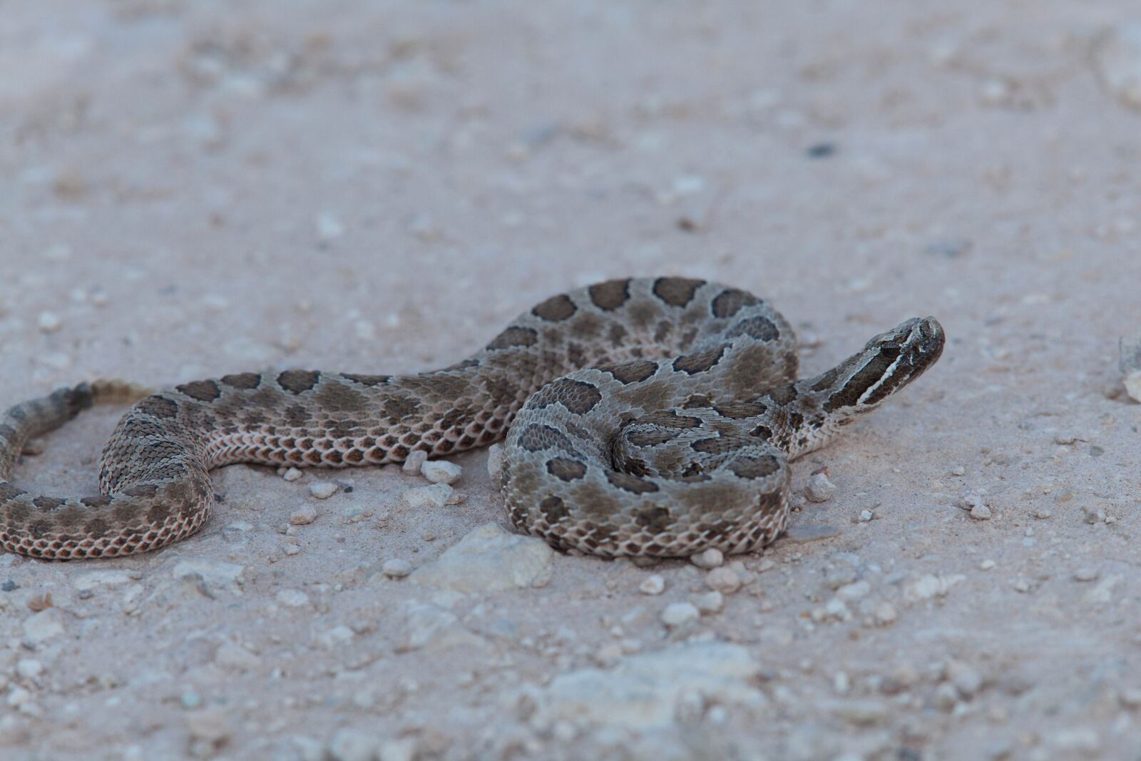 Canon EOS 5D Mark II sample photo. Western, massasauga, rattlesnake photography