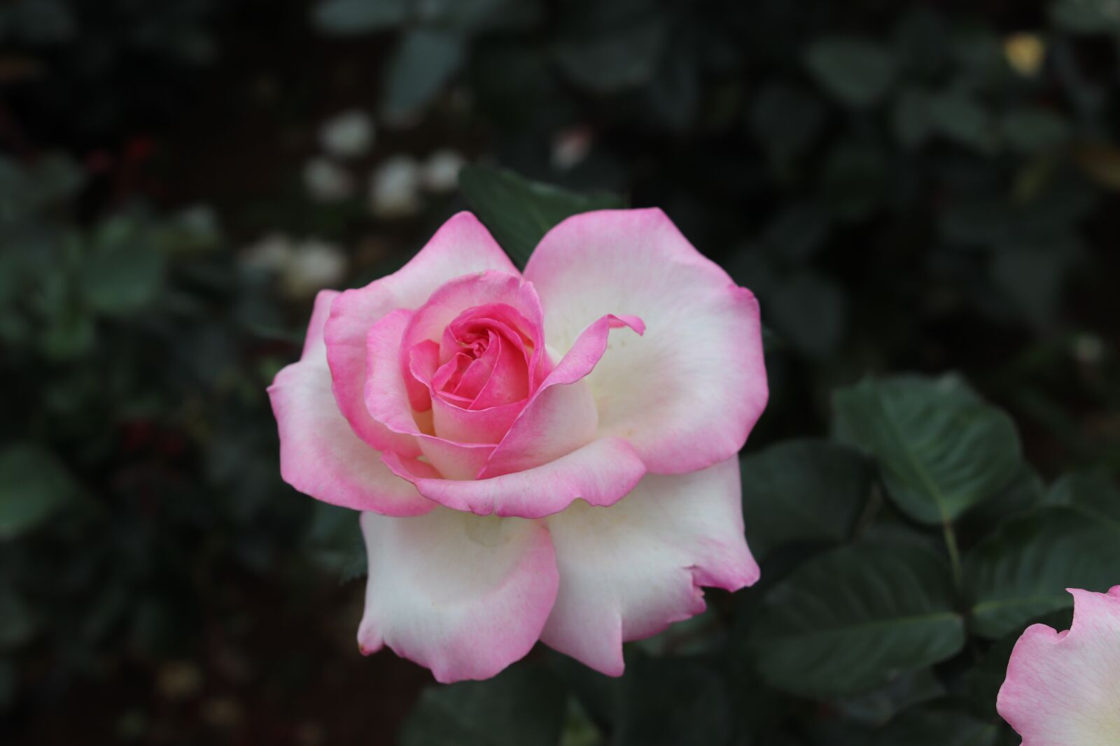 Canon EOS 800D (EOS Rebel T7i / EOS Kiss X9i) + Canon EF 35mm F2 sample photo. Rose, beautiful, affix photography