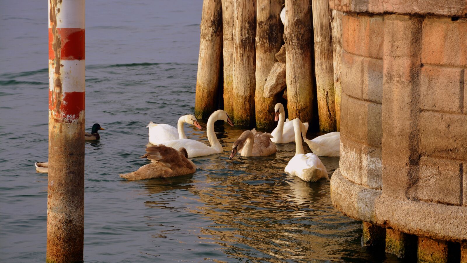 Nikon D7100 sample photo. Swan, meeting, play photography