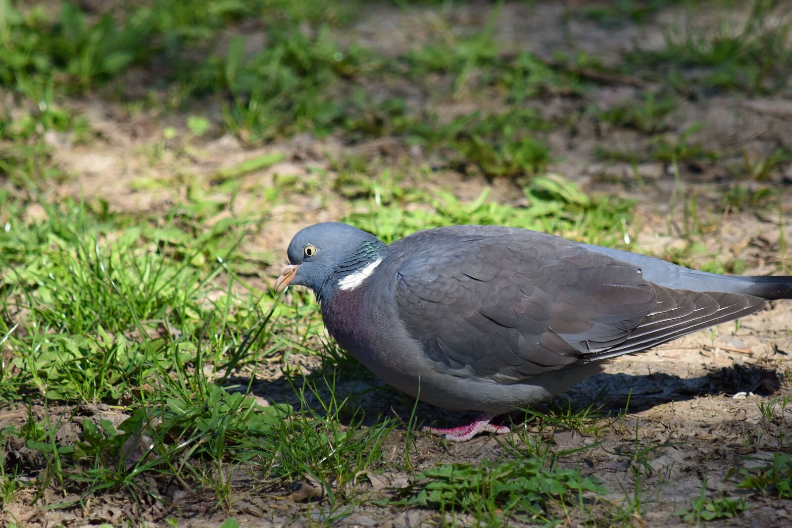 Nikon D5500 sample photo. Colorful, pigeon, wildlife, feather photography