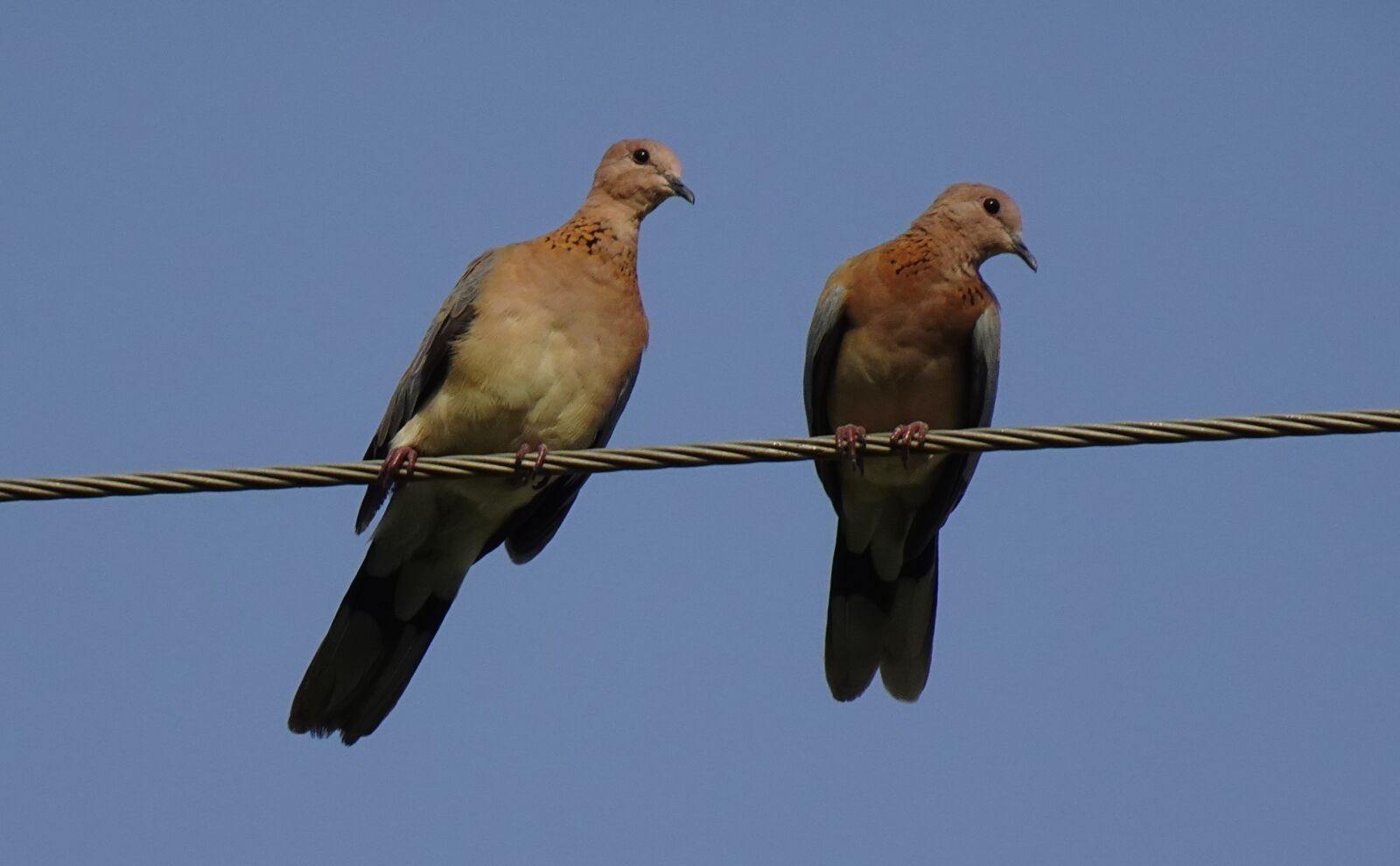 Sony DSC-WX800 sample photo. Dove, bird, laughing dove photography