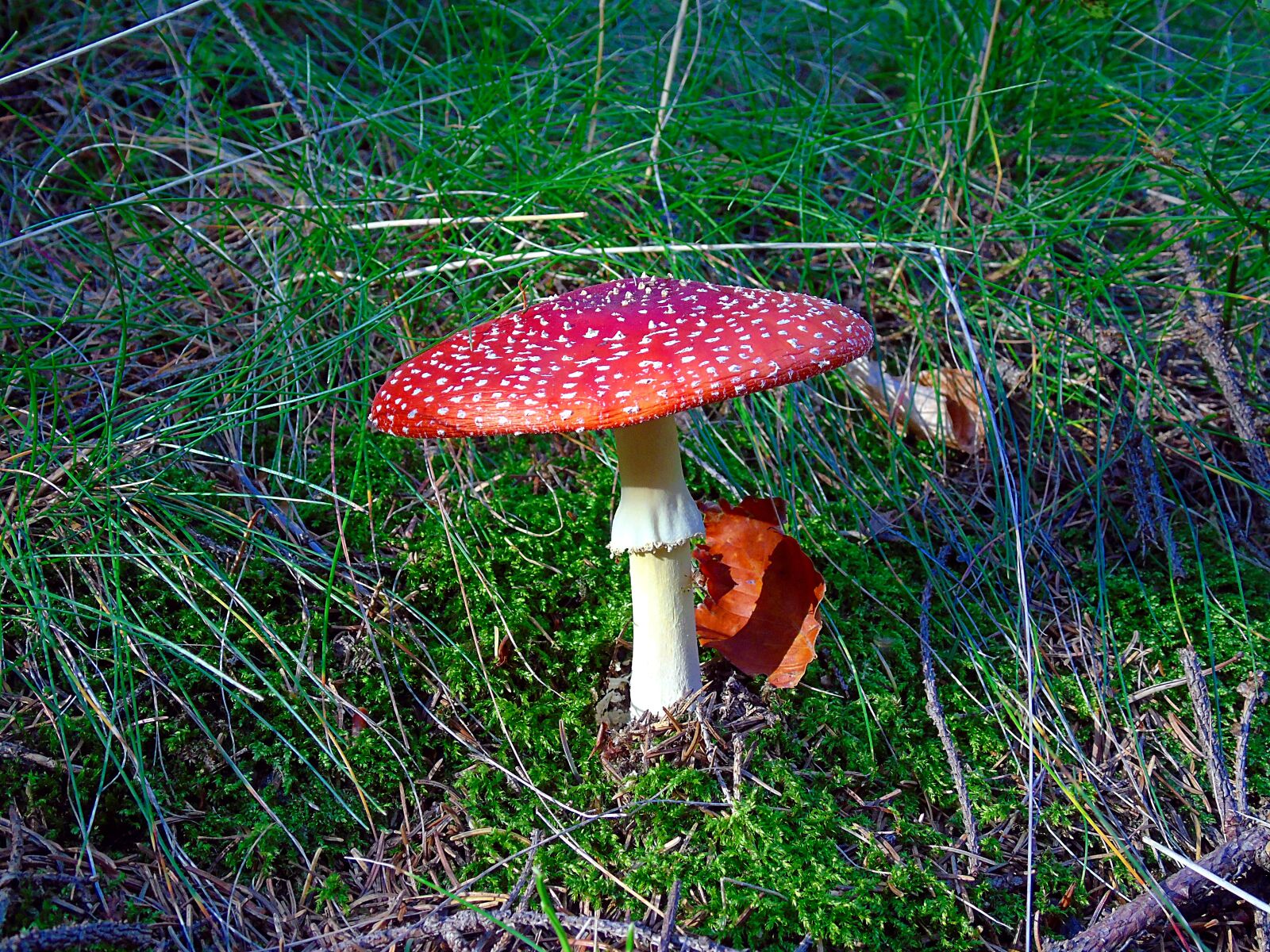 Sony Cyber-shot DSC-H400 sample photo. Mushroom, amanita, red photography