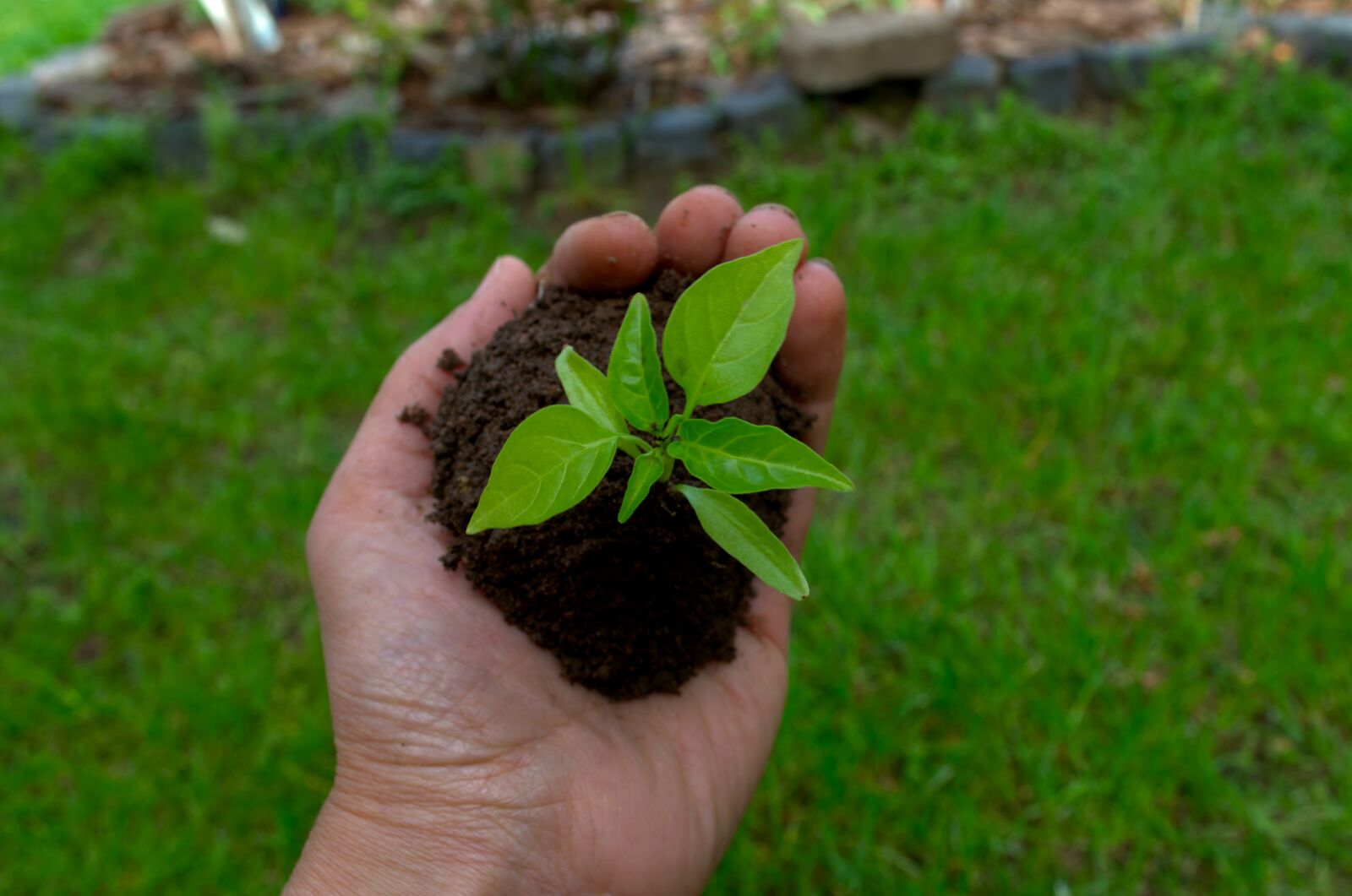 Nikon D5100 sample photo. Hope, paprika, plant photography