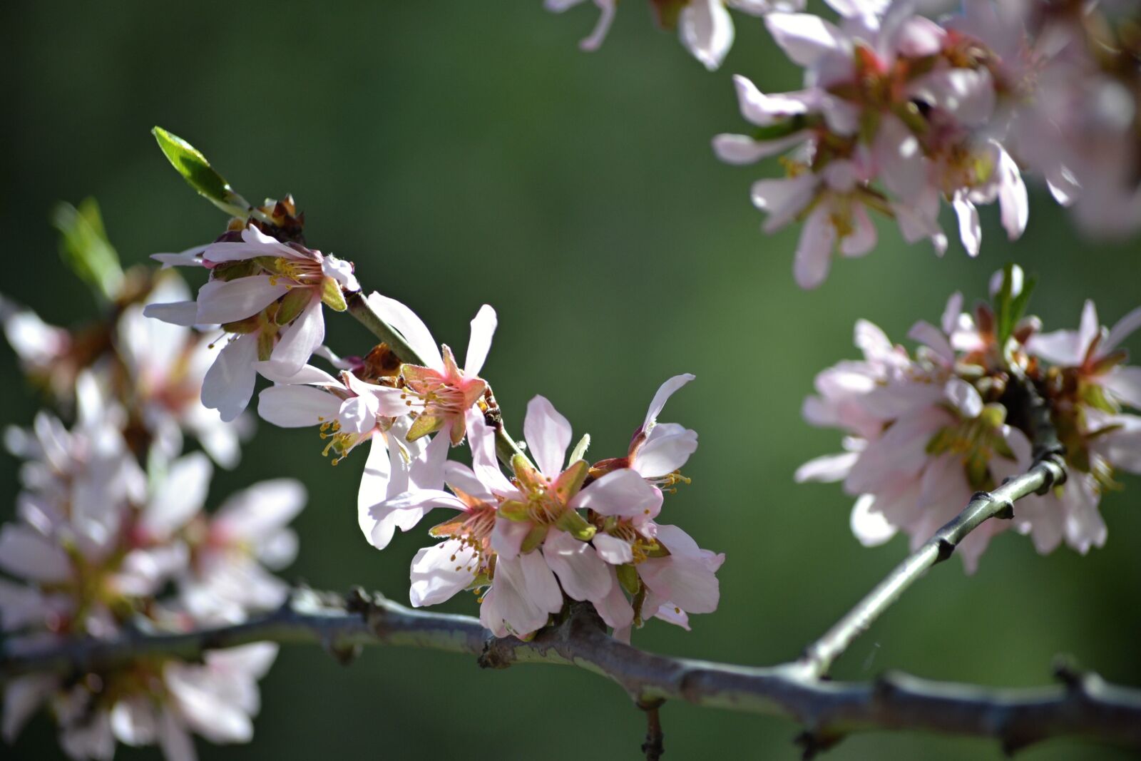 Nikon D3100 sample photo. Madrid, fifth mills, almond photography