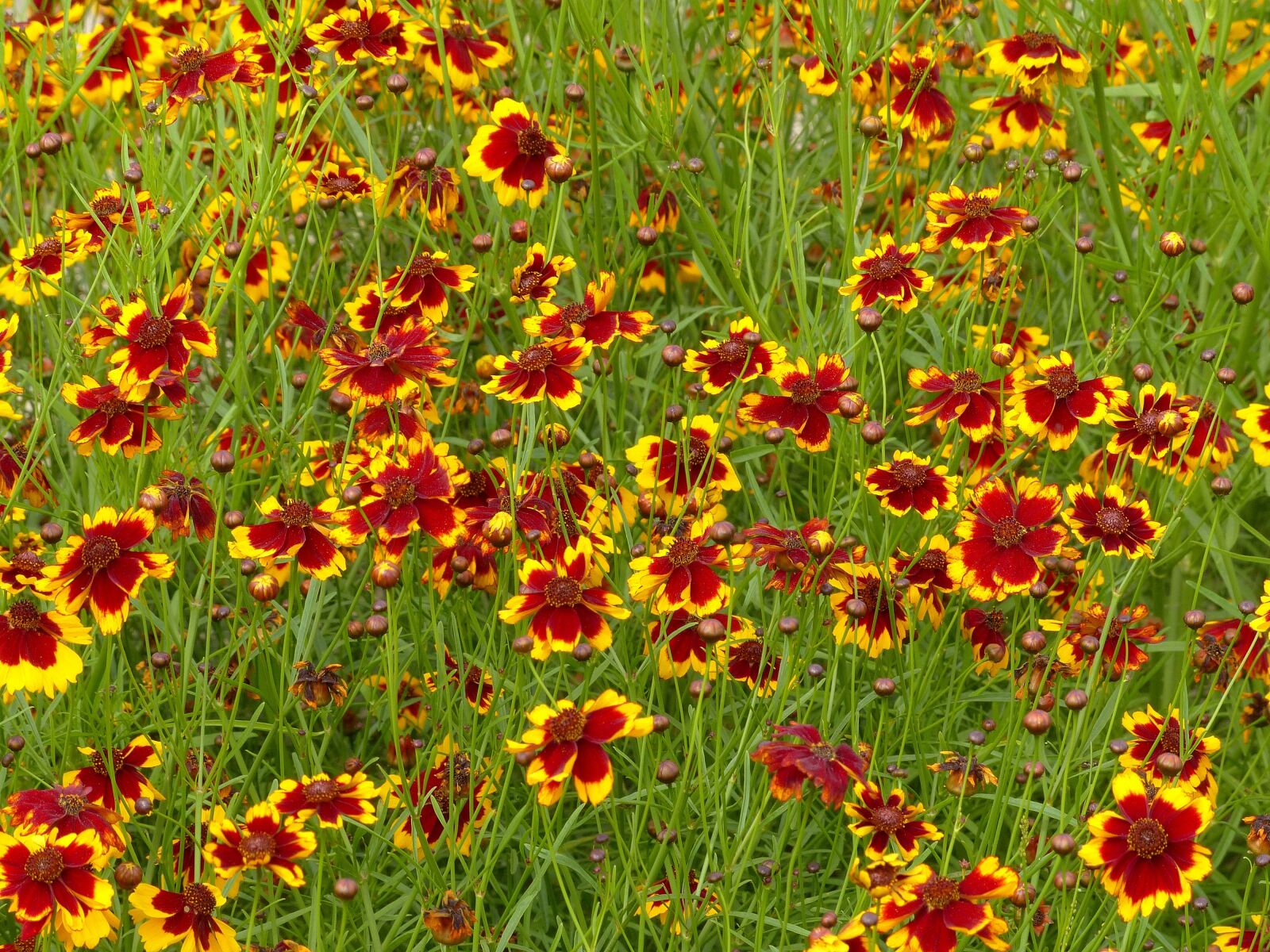 Panasonic Lumix DMC-FZ200 sample photo. Flowers, red flowers, bright photography