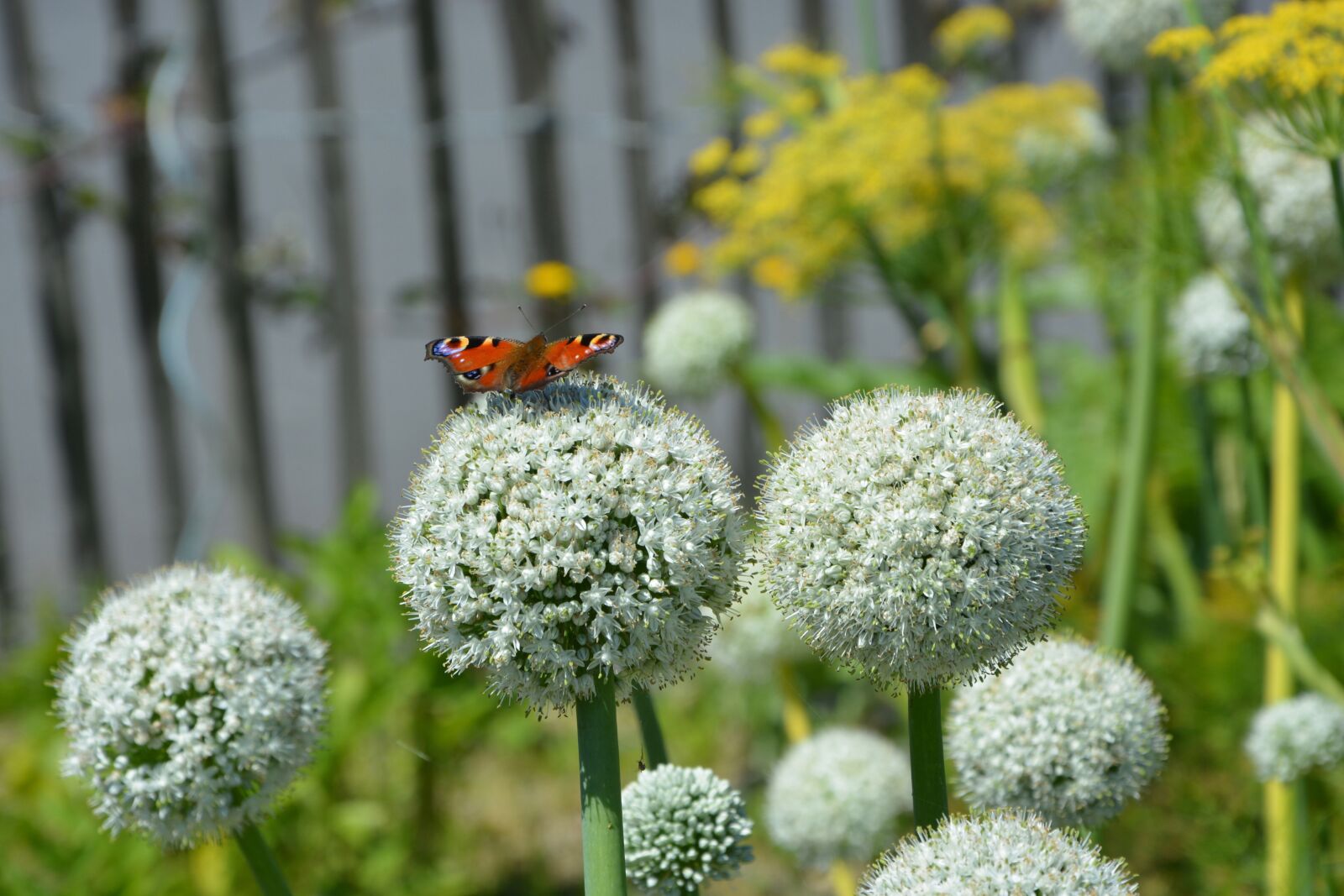 Nikon D5200 sample photo. Flowers, ball of flowers photography