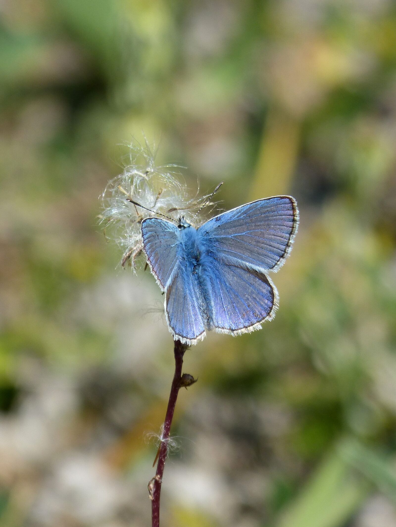 Panasonic DMC-FZ62 sample photo. Blue butterfly, blaveta of photography