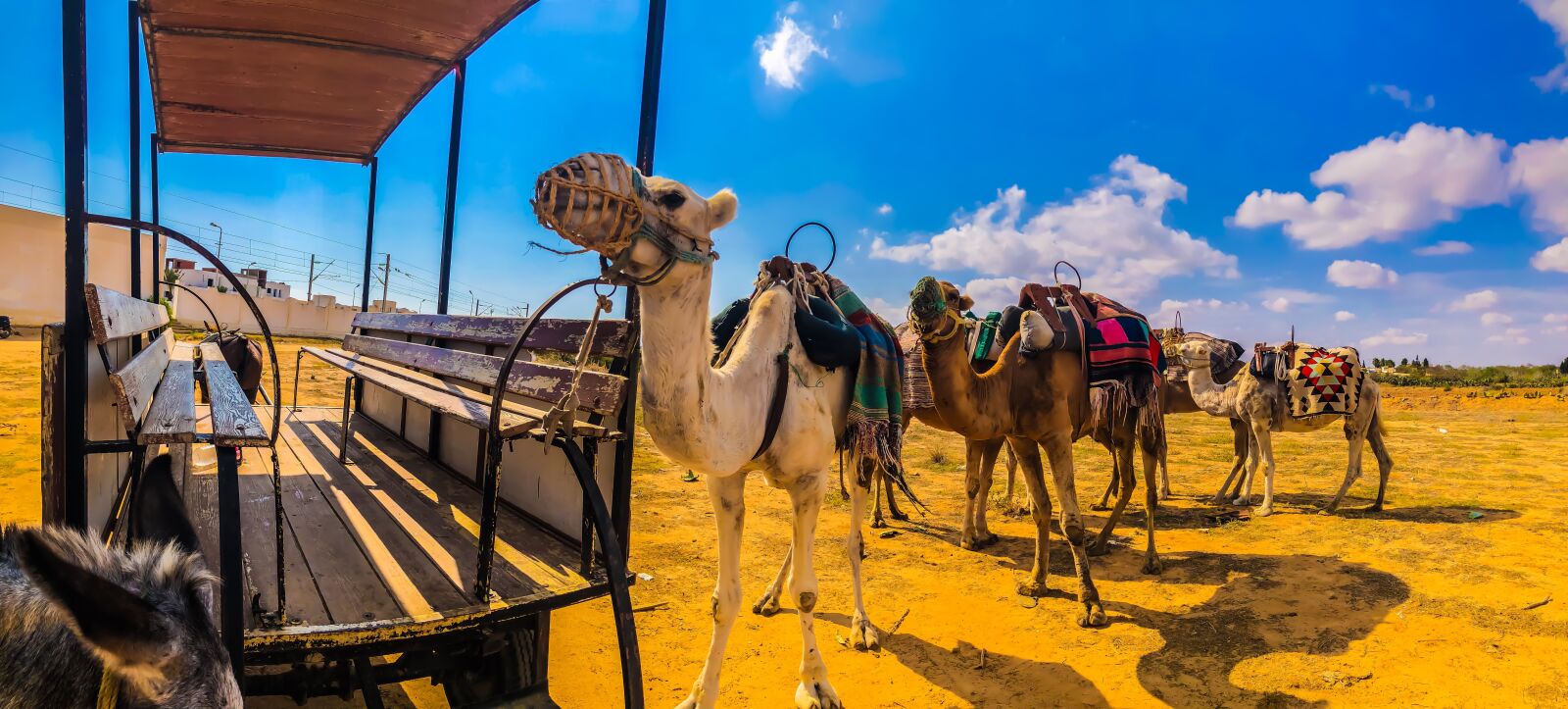 iPhone X back camera 4mm f/1.8 sample photo. Camel, desert, travel photography