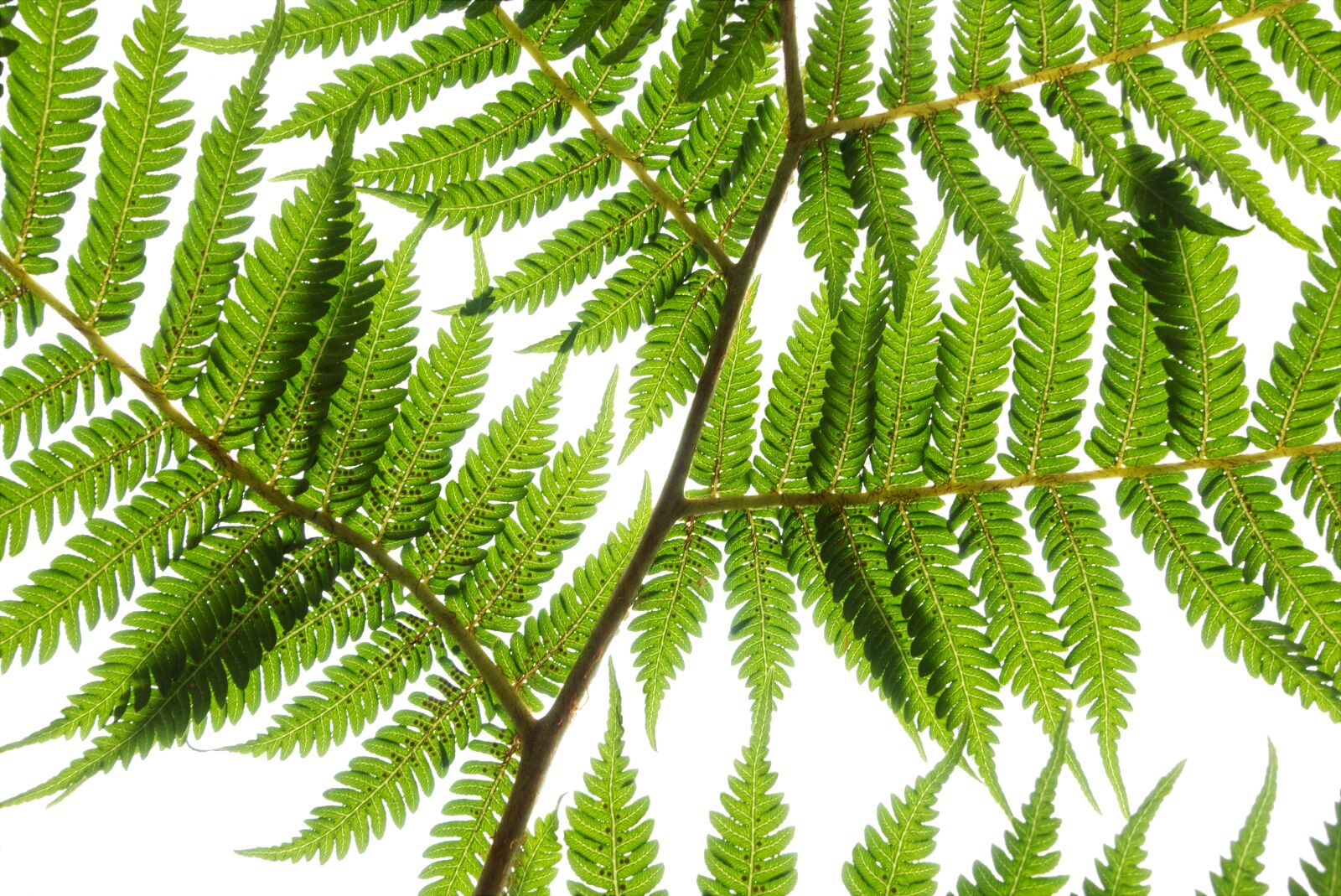 Sony DSC-RX100M5 sample photo. Fern, tree, foliage photography