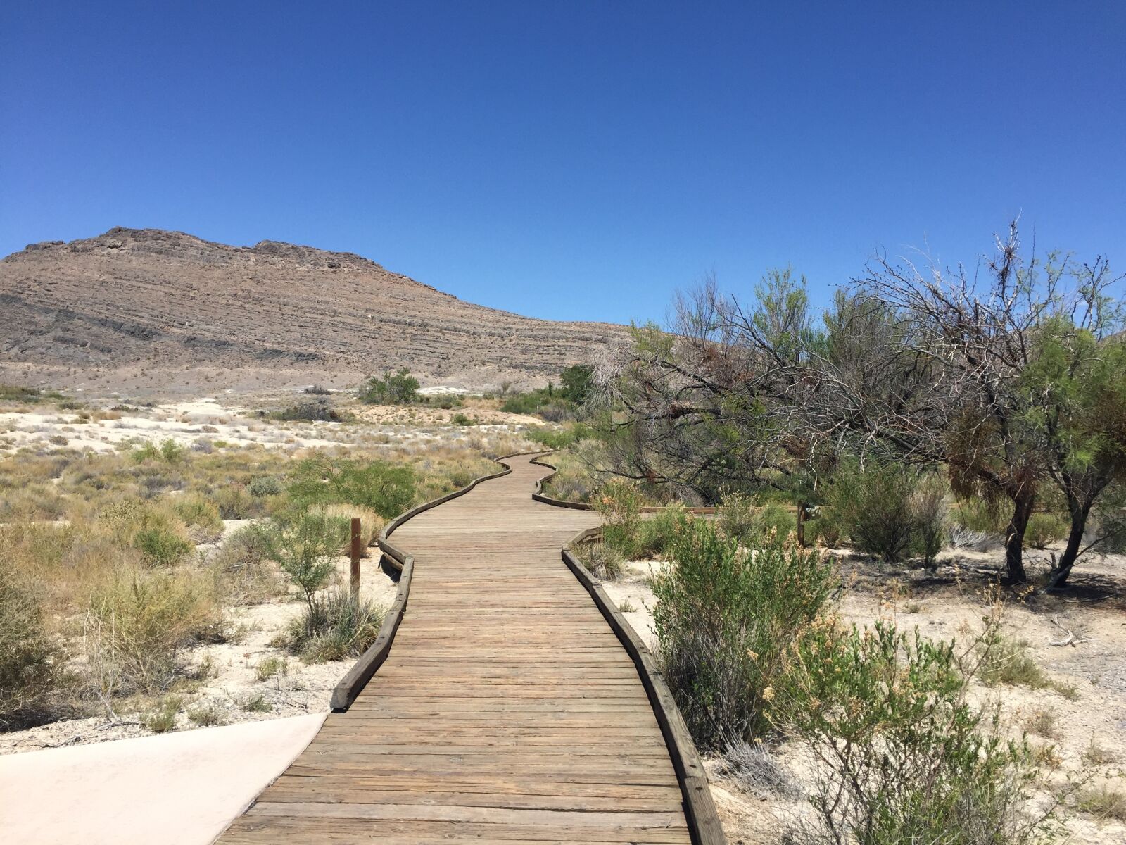 Apple iPhone 6 sample photo. Ash springs, boardwalk, desert photography
