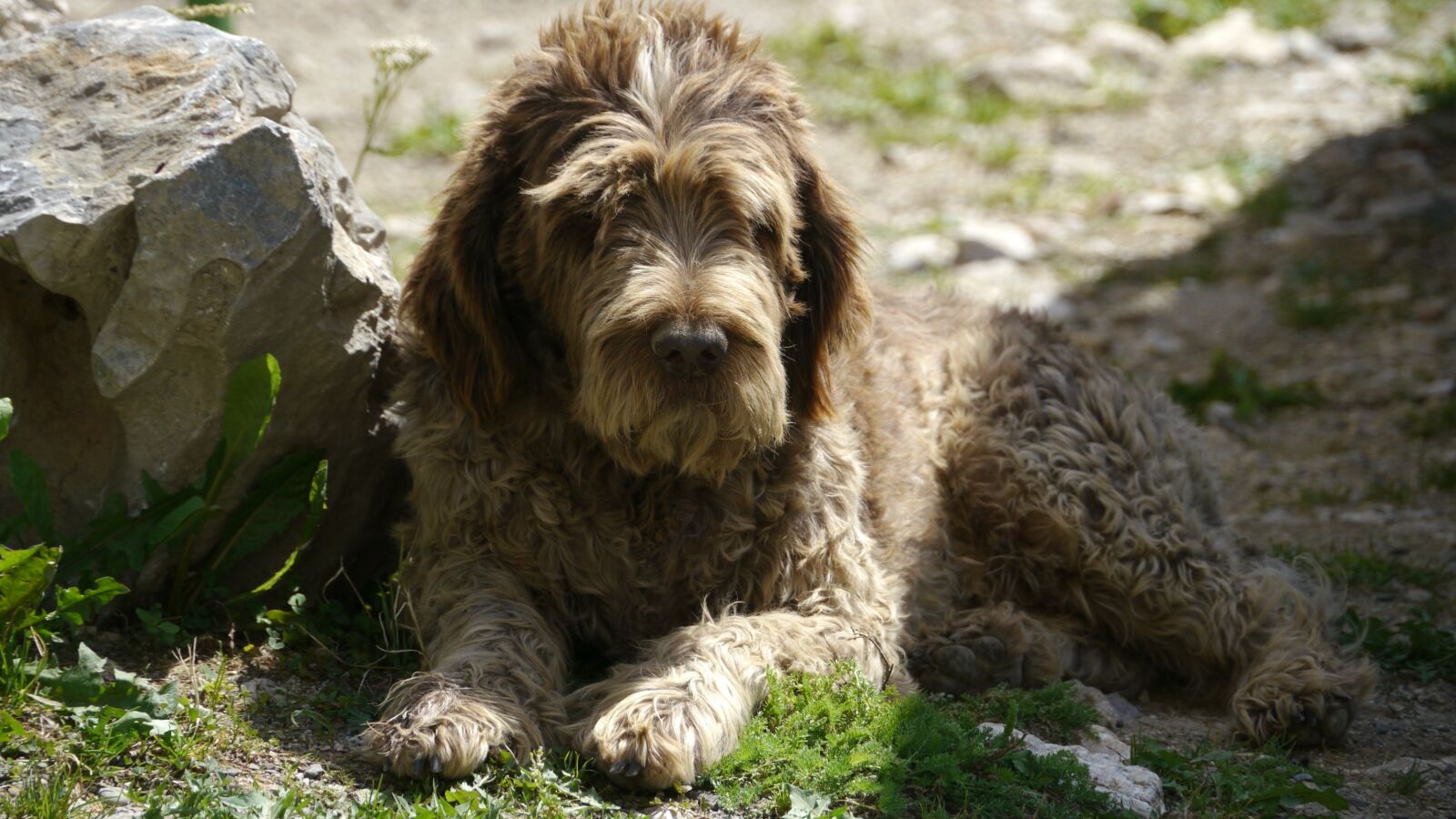Panasonic Lumix DMC-GH1 sample photo. Dog, animal, pets photography