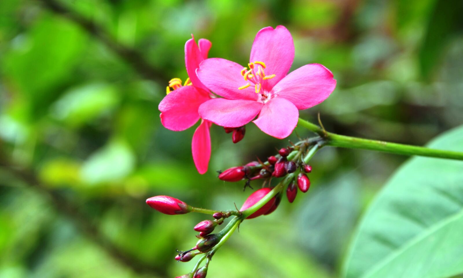 Nikon D7000 sample photo. Flowers, garden, nature, pink photography
