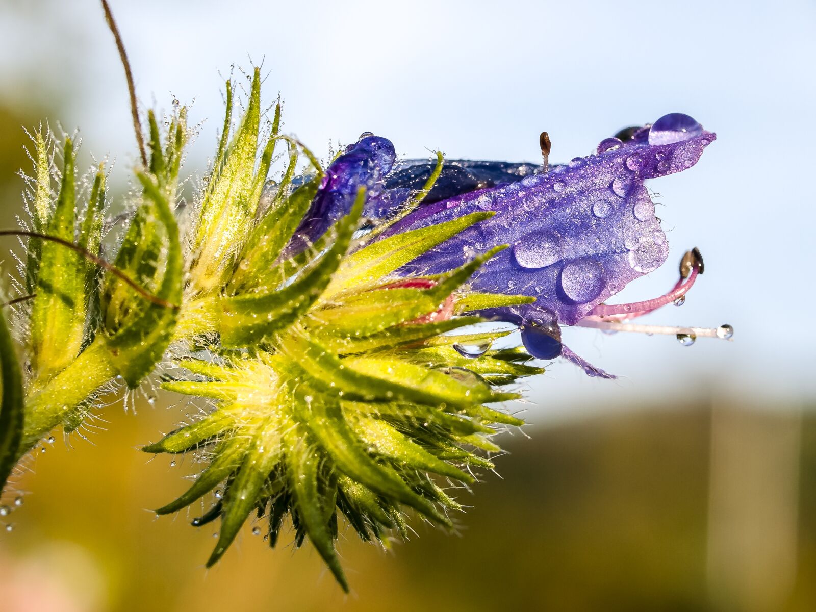 Olympus E-3 sample photo. Snake head, plant, flower photography