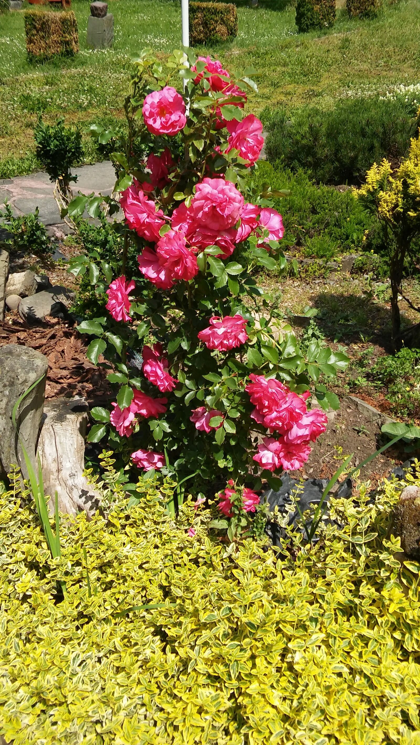 LG G STYLO sample photo. R a, r owa photography