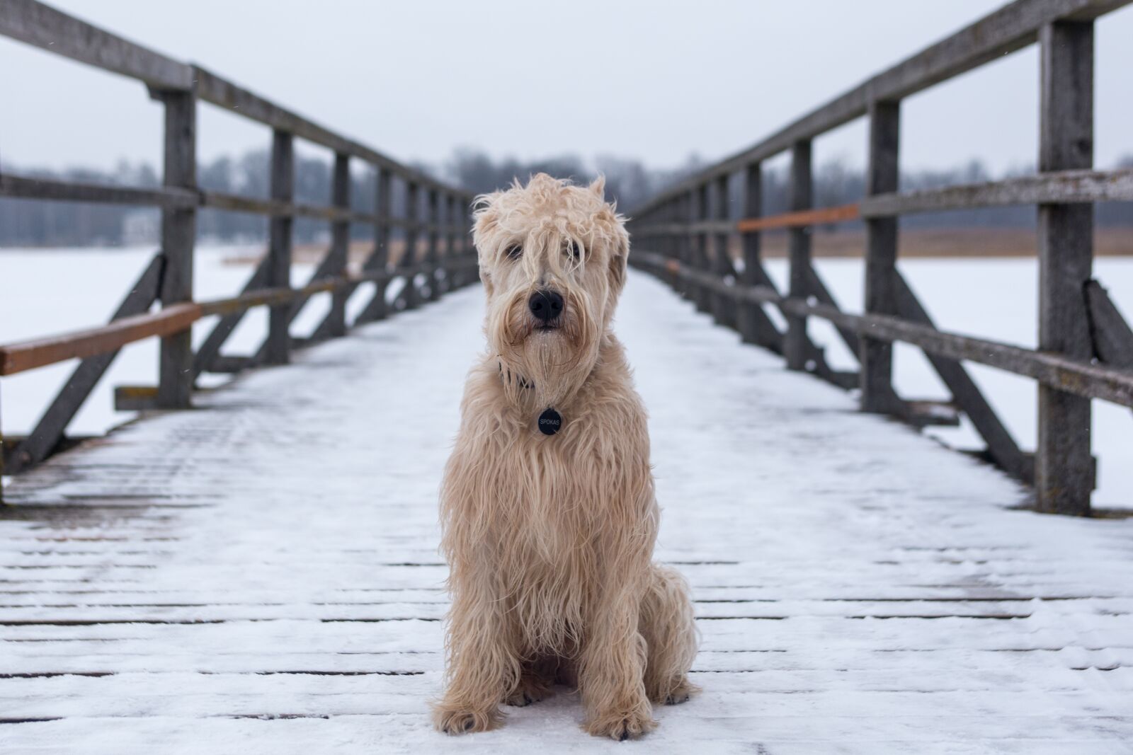 Canon EOS 6D + EF28-70mm f/2.8L USM sample photo. Dog, animal, canine photography