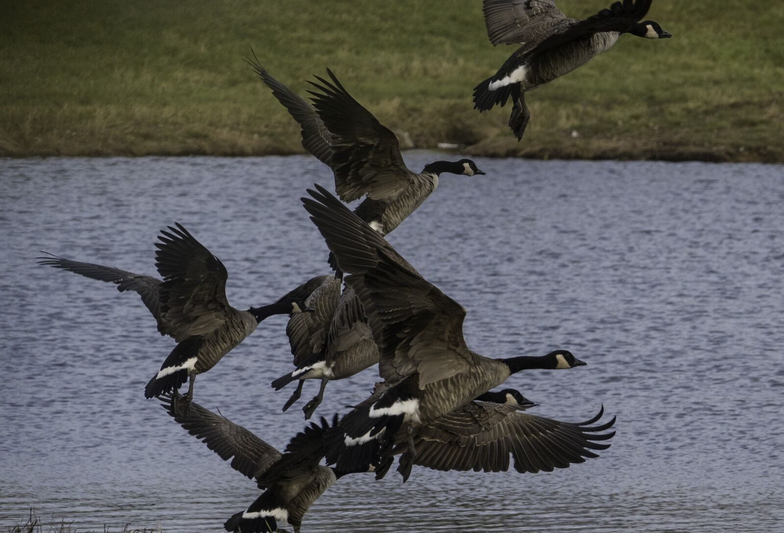 Sony Cyber-shot DSC-RX10 IV sample photo. Flying, geese, flight photography