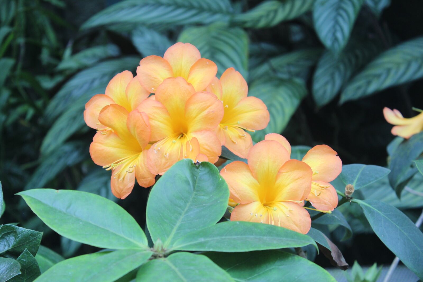 Canon EOS 600D (Rebel EOS T3i / EOS Kiss X5) sample photo. Flowers, orange, orange flower photography