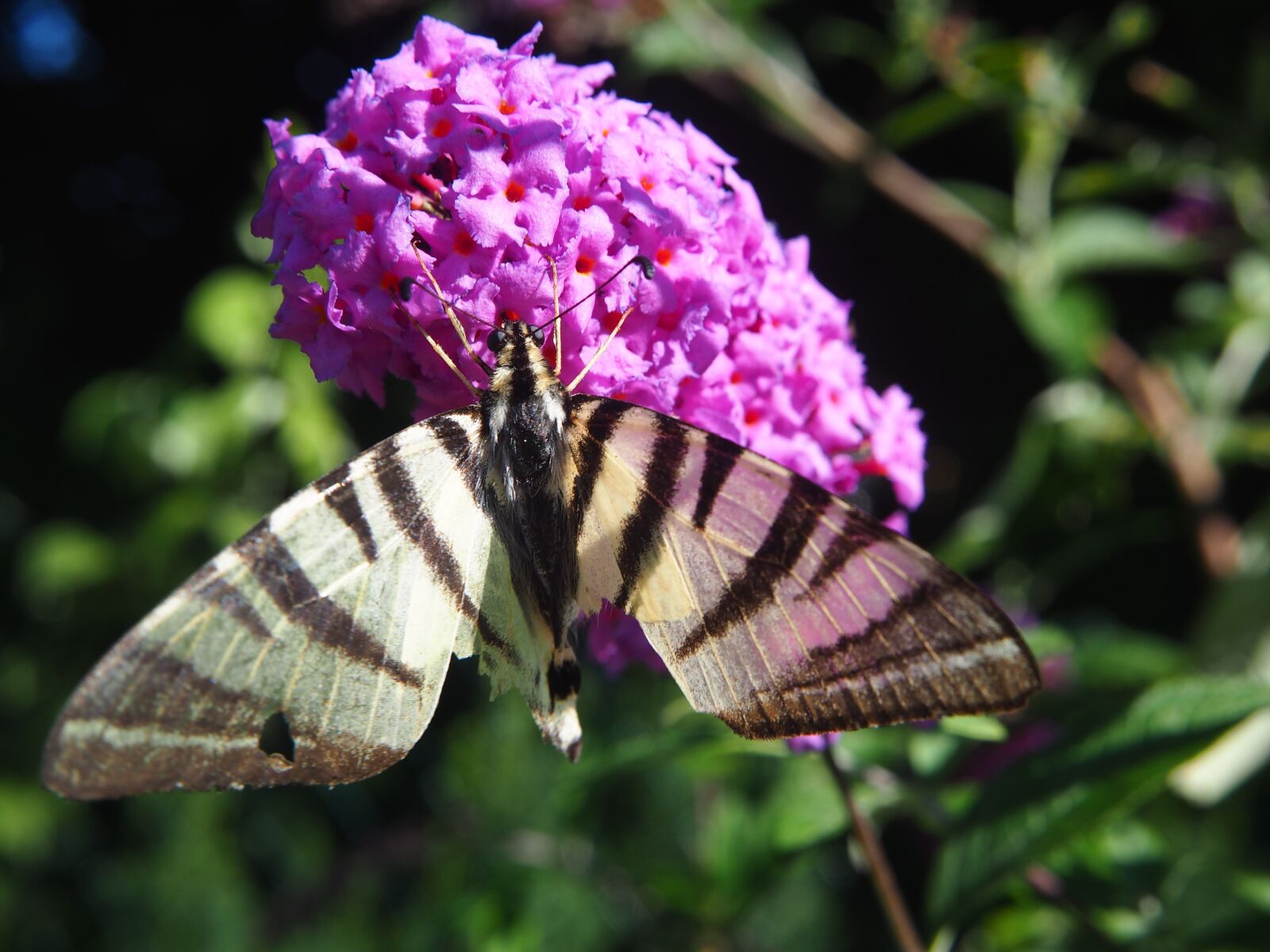 Olympus OM-D E-M10 sample photo. Butterfly, blossom, bloom photography
