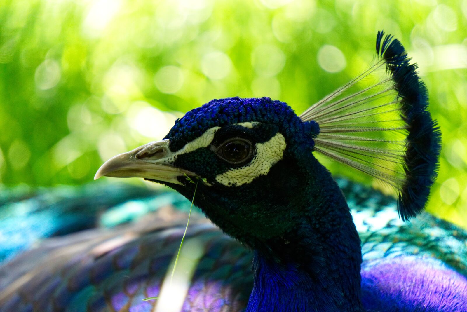 Sony a6000 sample photo. Peacock, bird, bird peacock photography