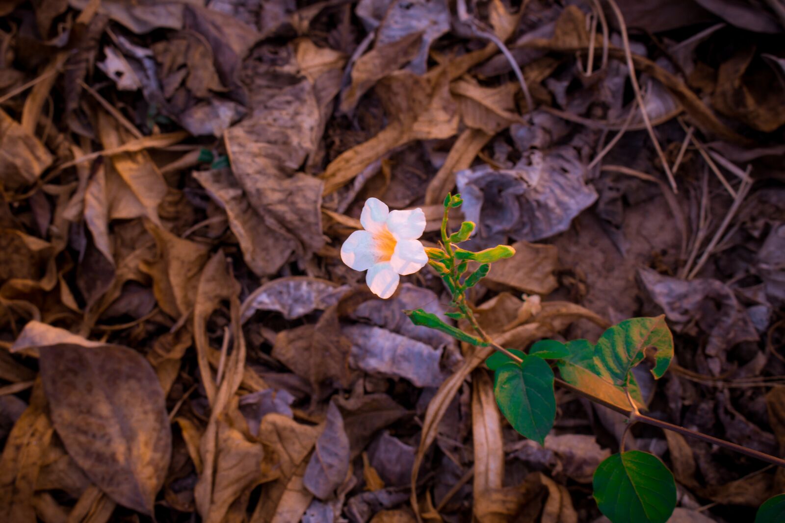 Canon EOS 700D (EOS Rebel T5i / EOS Kiss X7i) sample photo. Flowers, white, plant photography